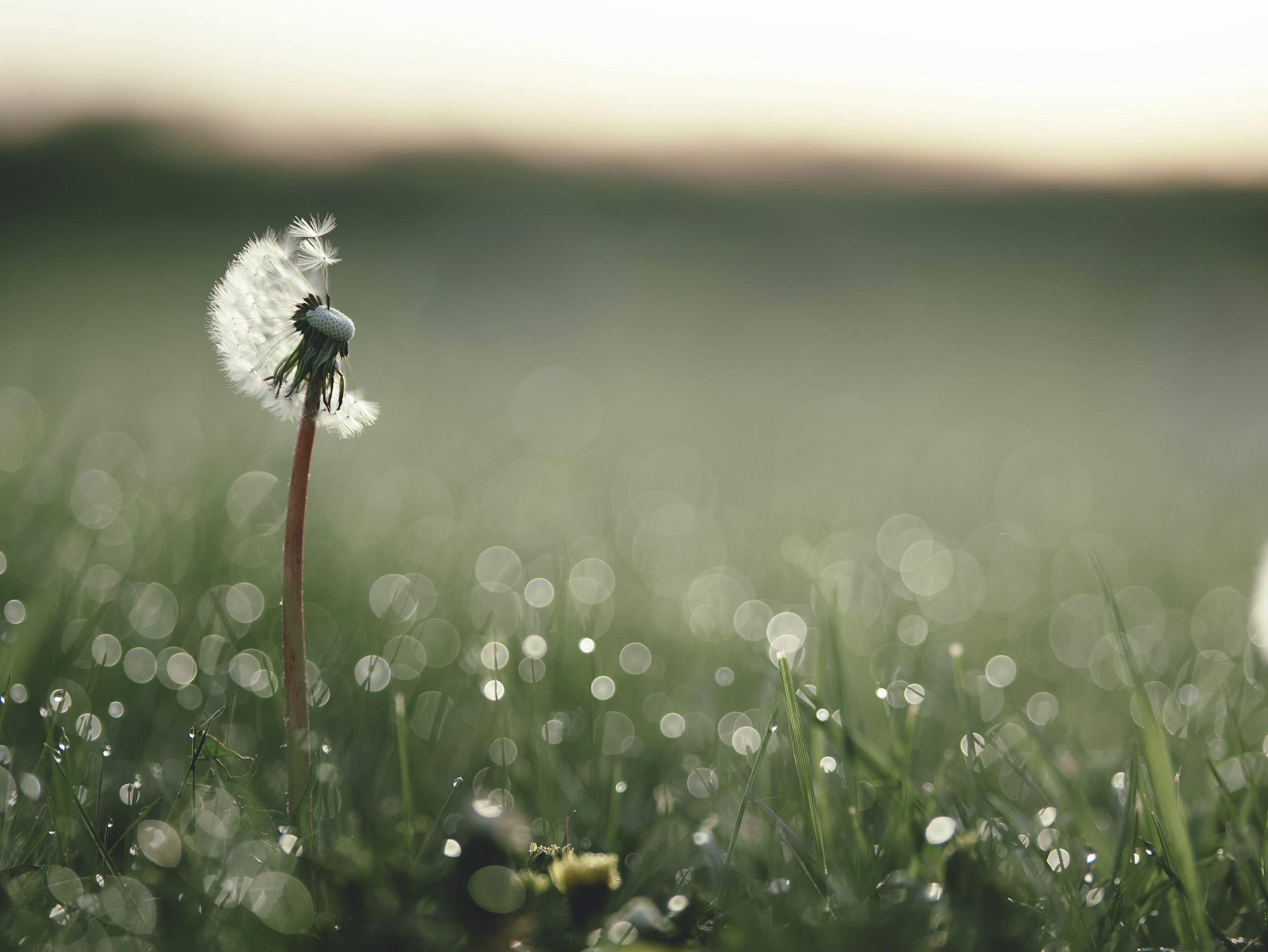 Close-up of a dandelion seed head with some seeds floating away, on a grassy field with dew drops, blurred background at sunrise