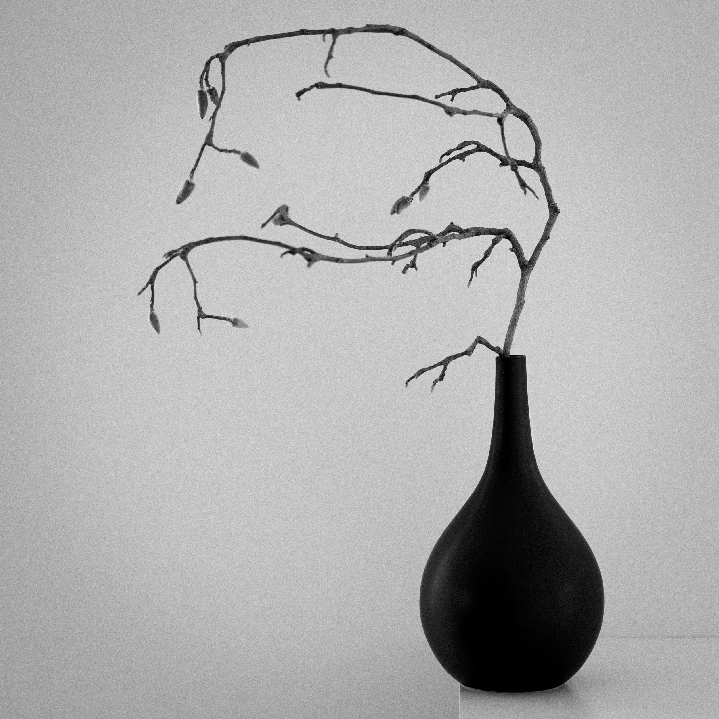 Schwarze Vase mit einer dünnen, verzweigten Äste ohne Blätter darin, auf einer weißen Oberfläche vor einem hellgrauen Hintergrund.