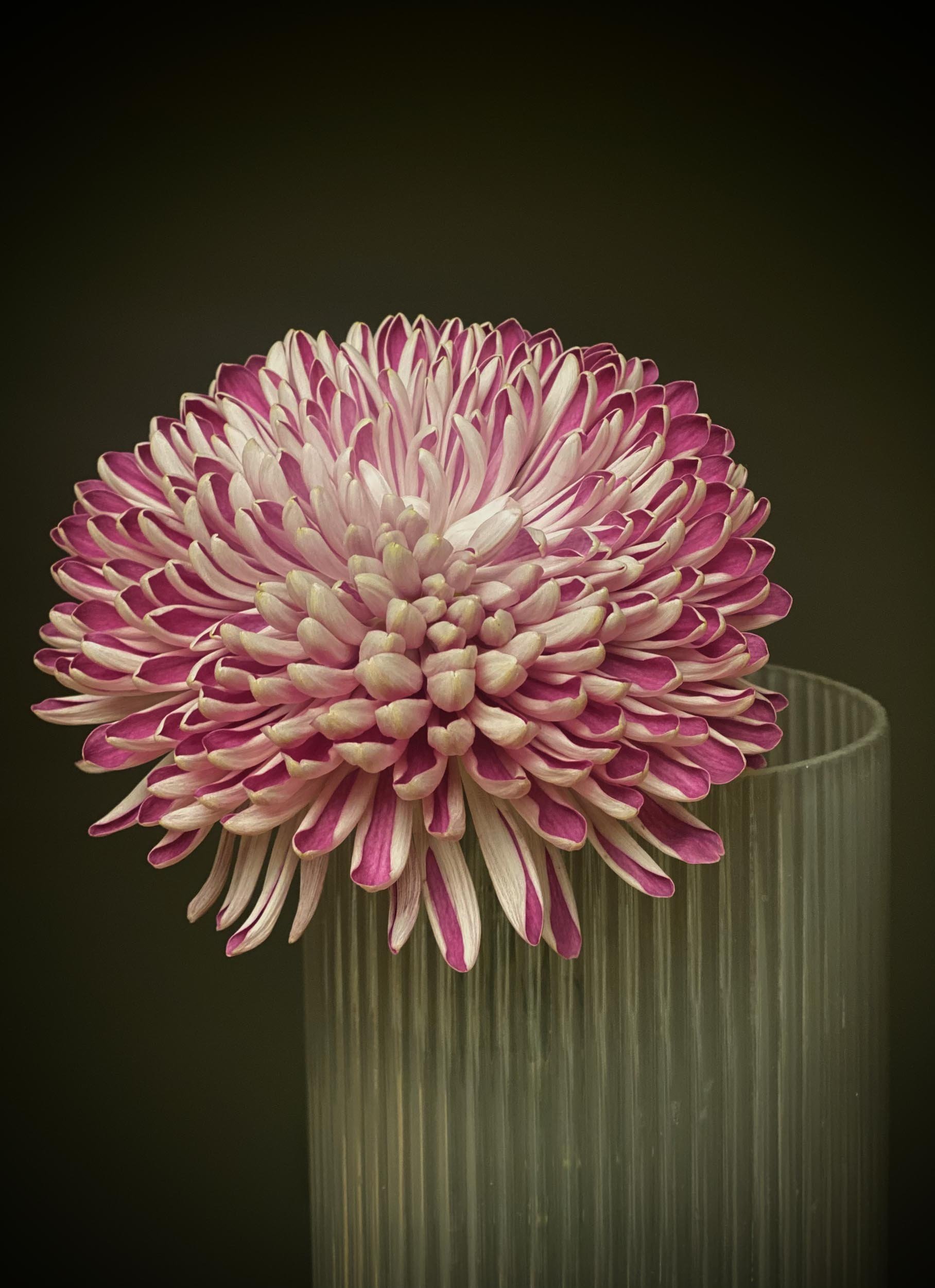 Nahaufnahme einer pink-weiß gestreiften Chrysantheme in einer transparenten Vase vor dunklem Hintergrund.
