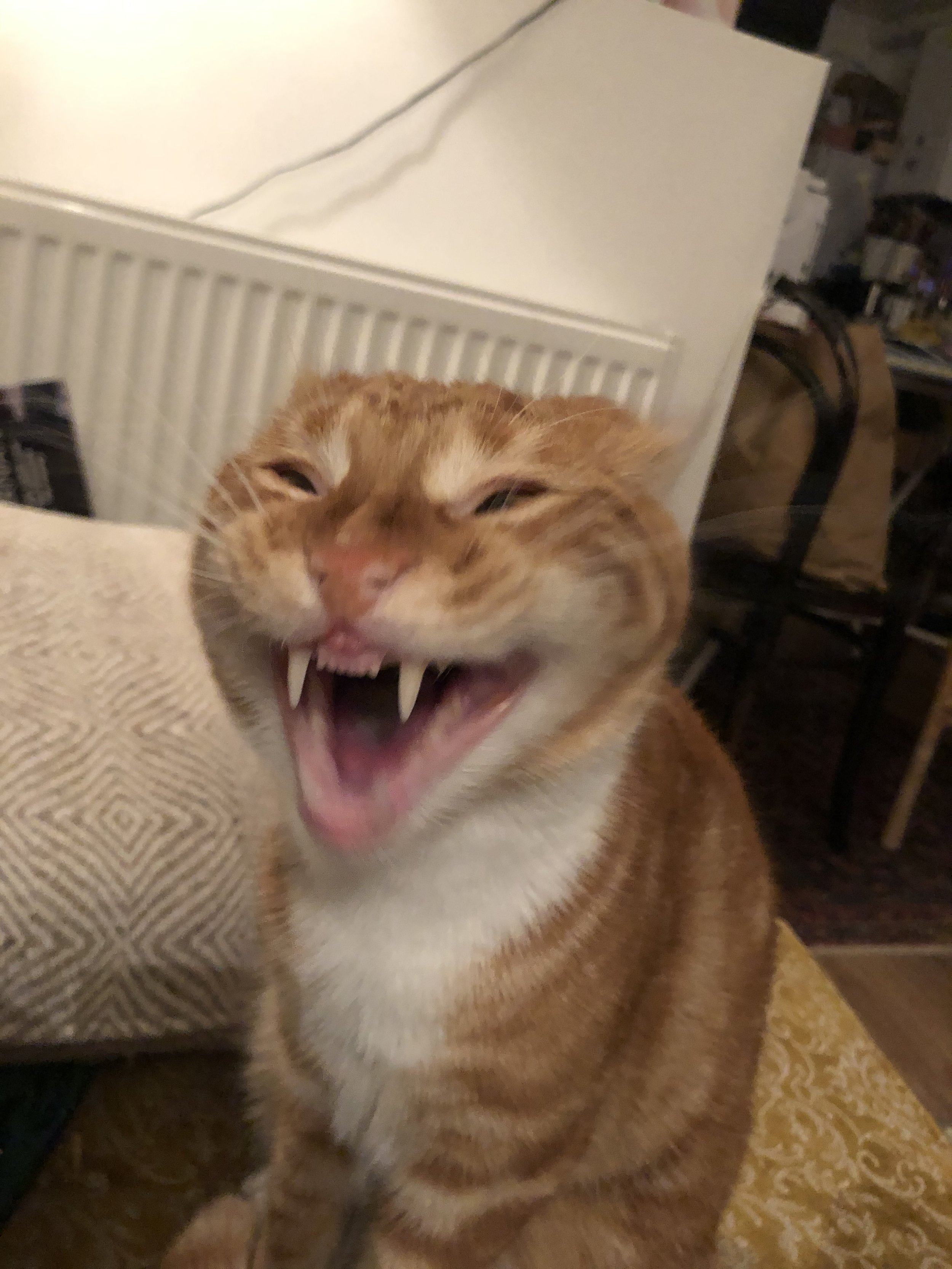 IMG_8836.jpeg