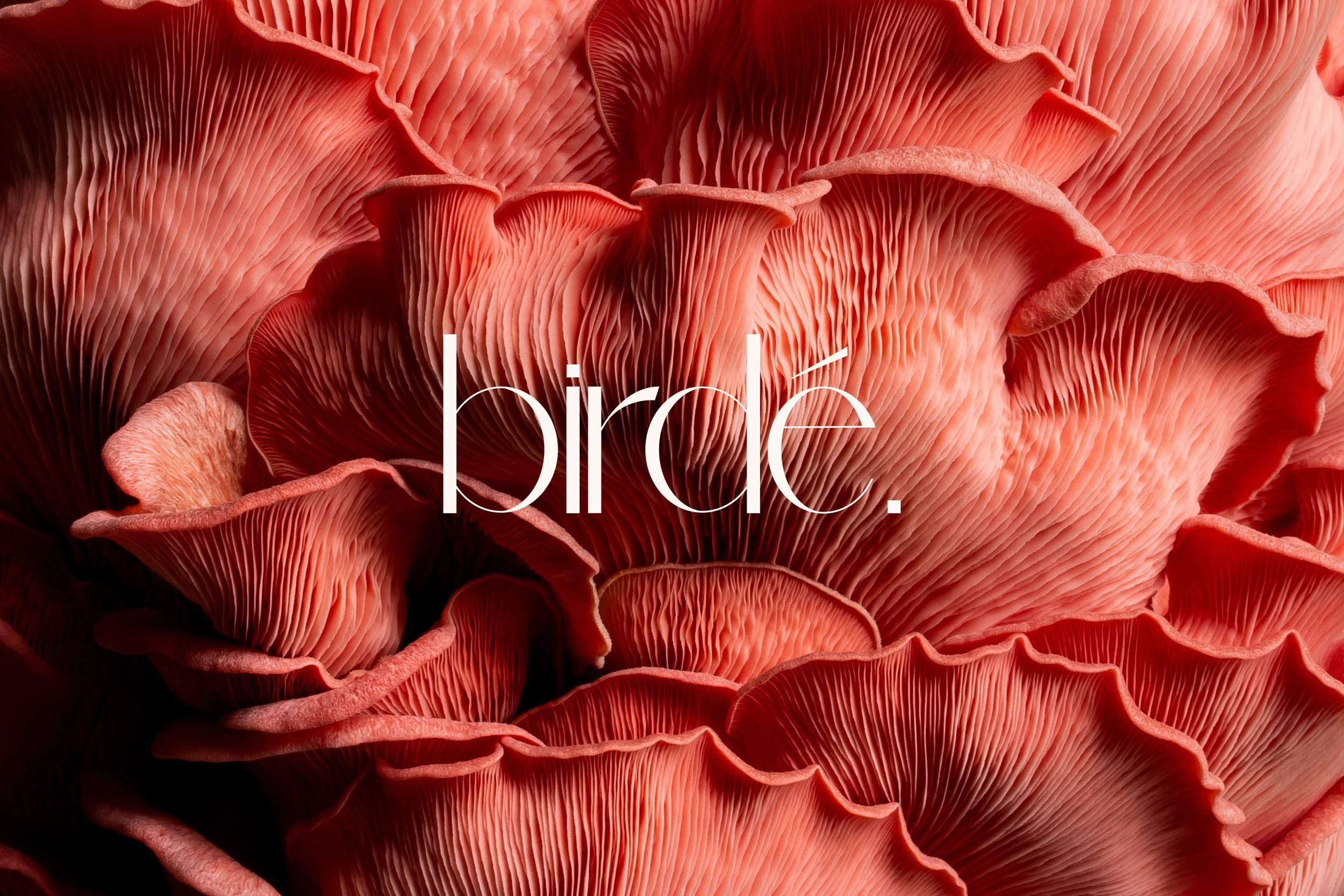BIRDE_MUSHROOM.jpg