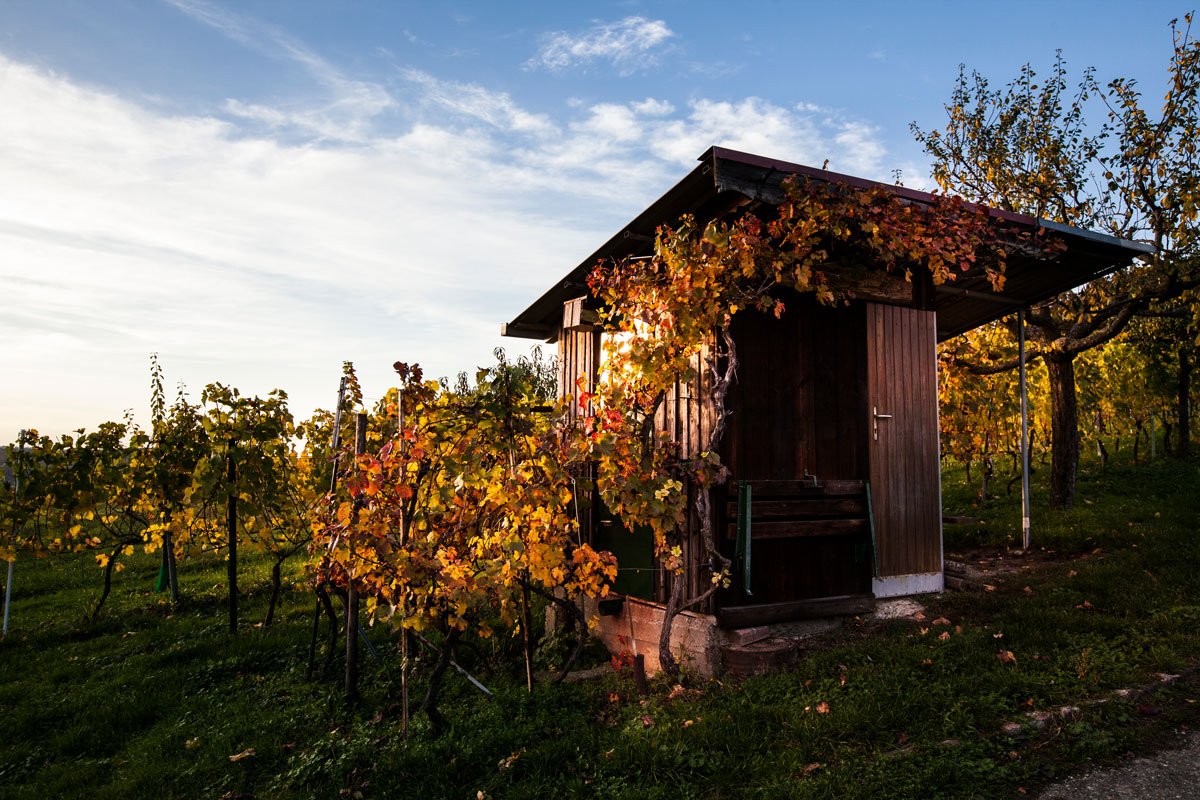 Bildergalerie_Weingut_Schmid_2.jpg