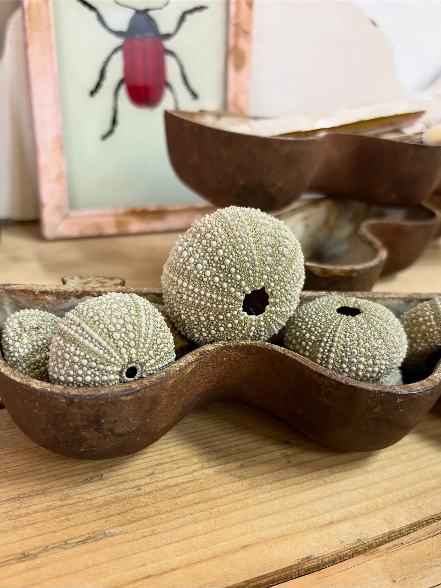 Charming cast iron church drip trays, with wonderful scalloped edges. Originally placed at the ends of church pews to catch the rainwater from wet umbrellas. Reimagined, we think, to make lovely trinket holders for cherished treasures 💫
.
.
#rustich