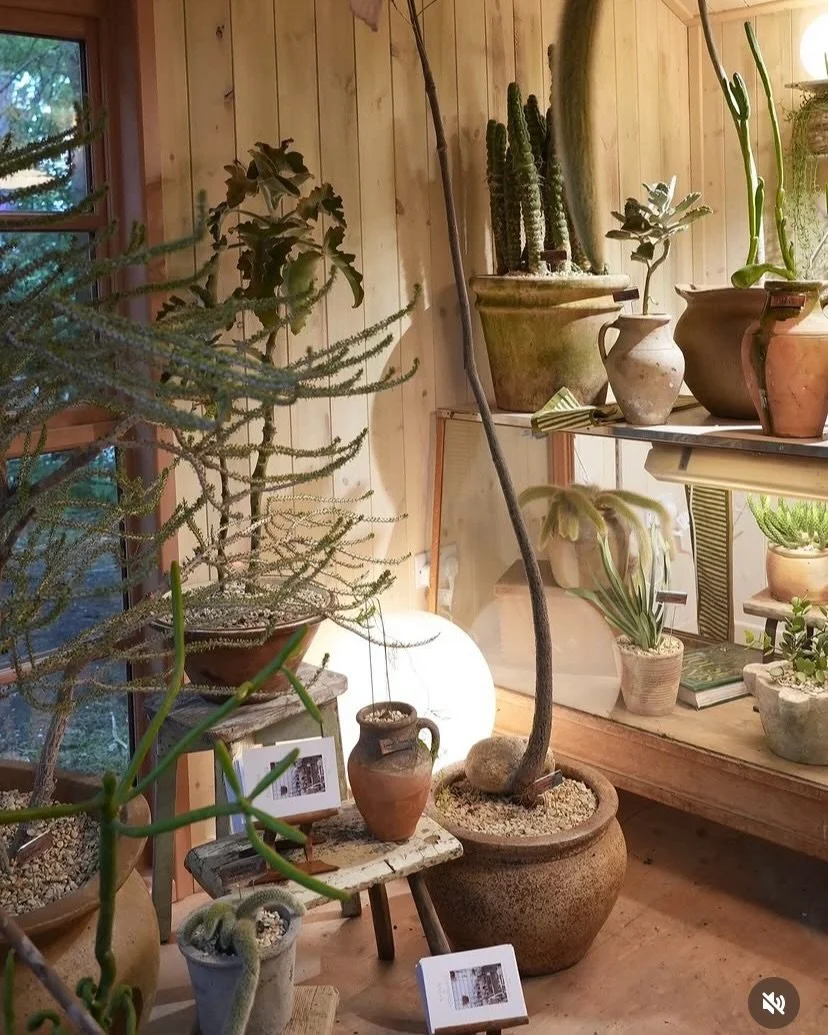💫Huge congratulations to @conservatory_archives on winning Gold and Best in Show at the RHS Chelsea Flower Show for their incredible installation, Ode to Endurance. 

Conservatory Archives champions niche plants that challenge convention and feel be