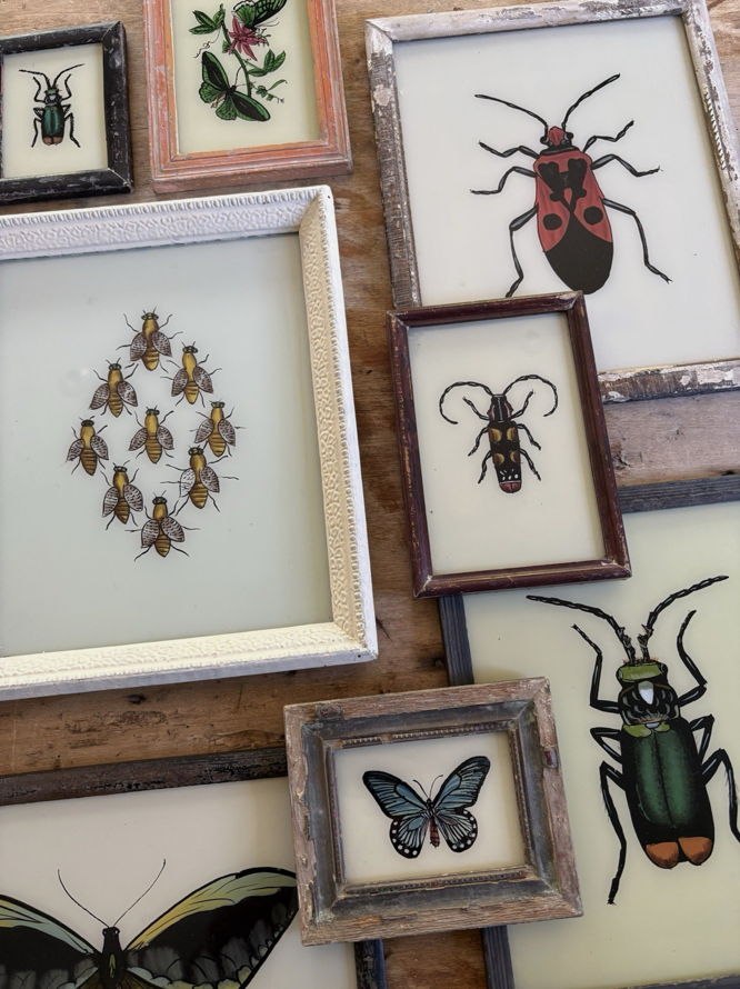 Insect Reverse Glass Paintings