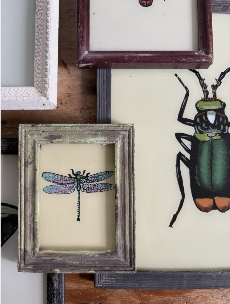 Insect Reverse Glass Paintings