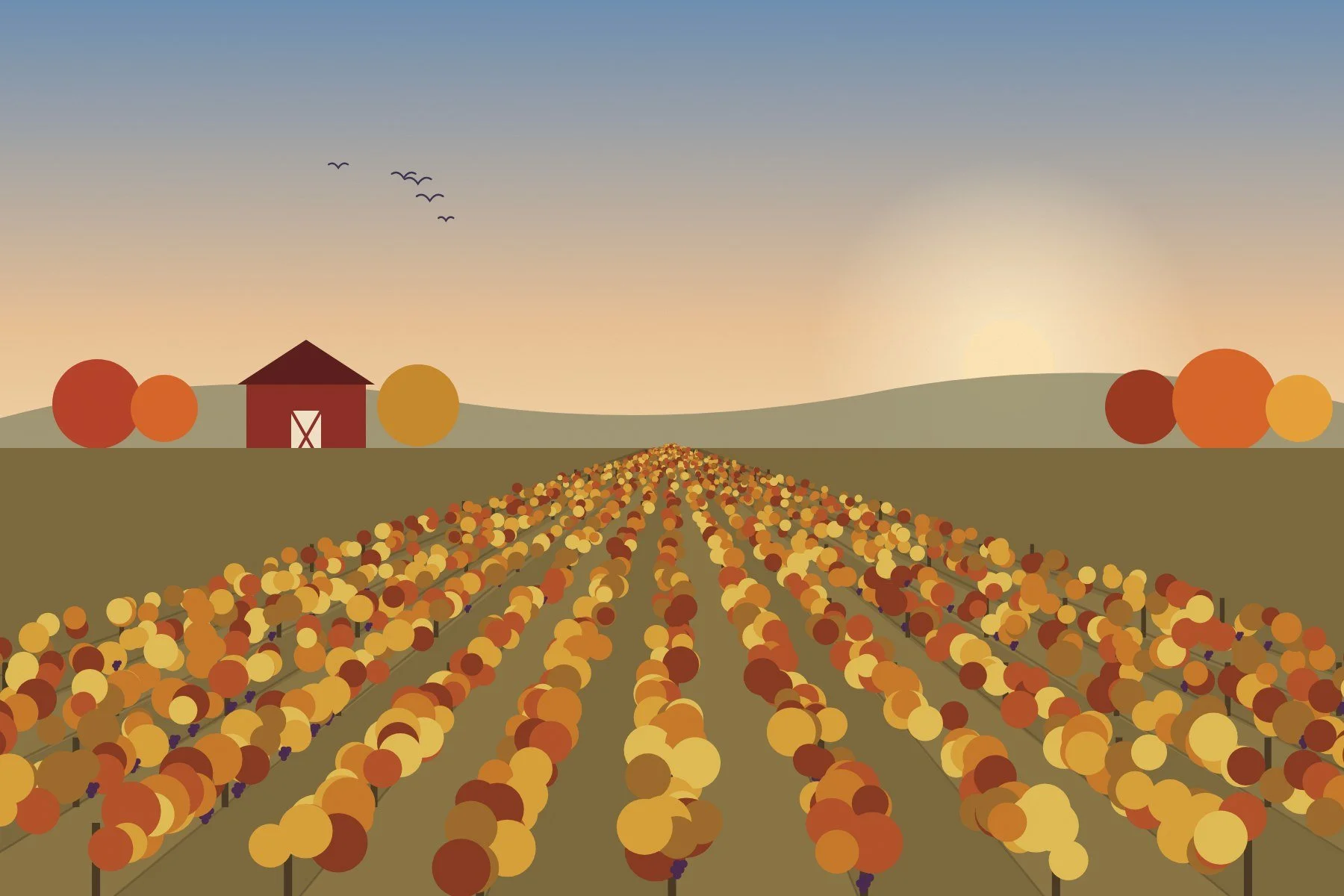 Rows of golden vineyard vines at sunset on the East End in late fall