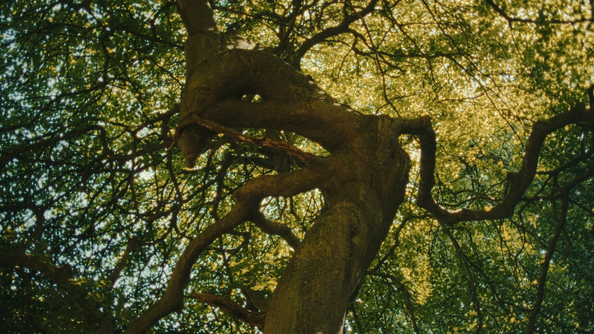 CVID_Stills_Grading_1.3.1.jpg