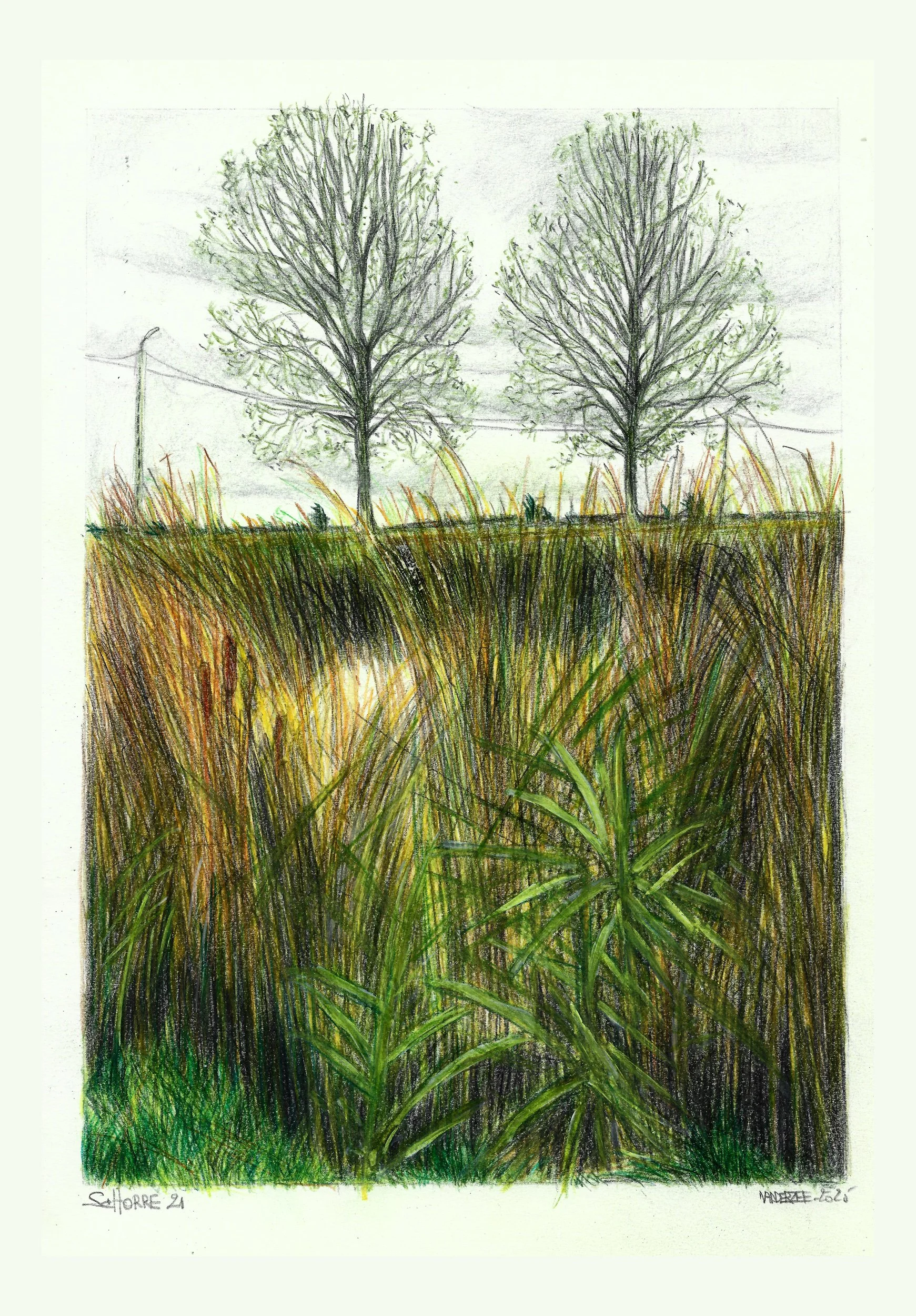 Schorre 21  (watercolour pencil study) 30/29