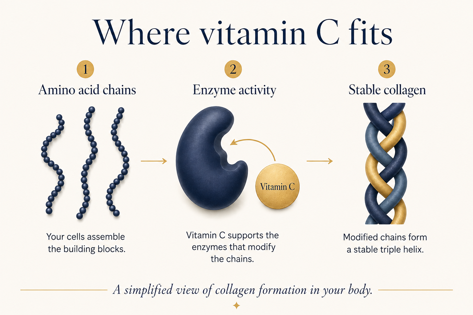Three steps in collagen formation: amino acid chains, enzyme activity supported by vitamin C, and stable collagen.