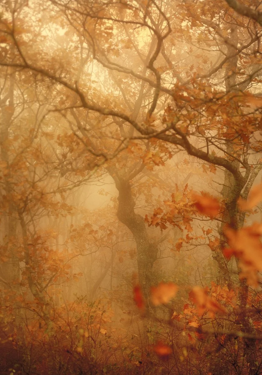 Fall in Virginia_L-70x100cm copy.jpg