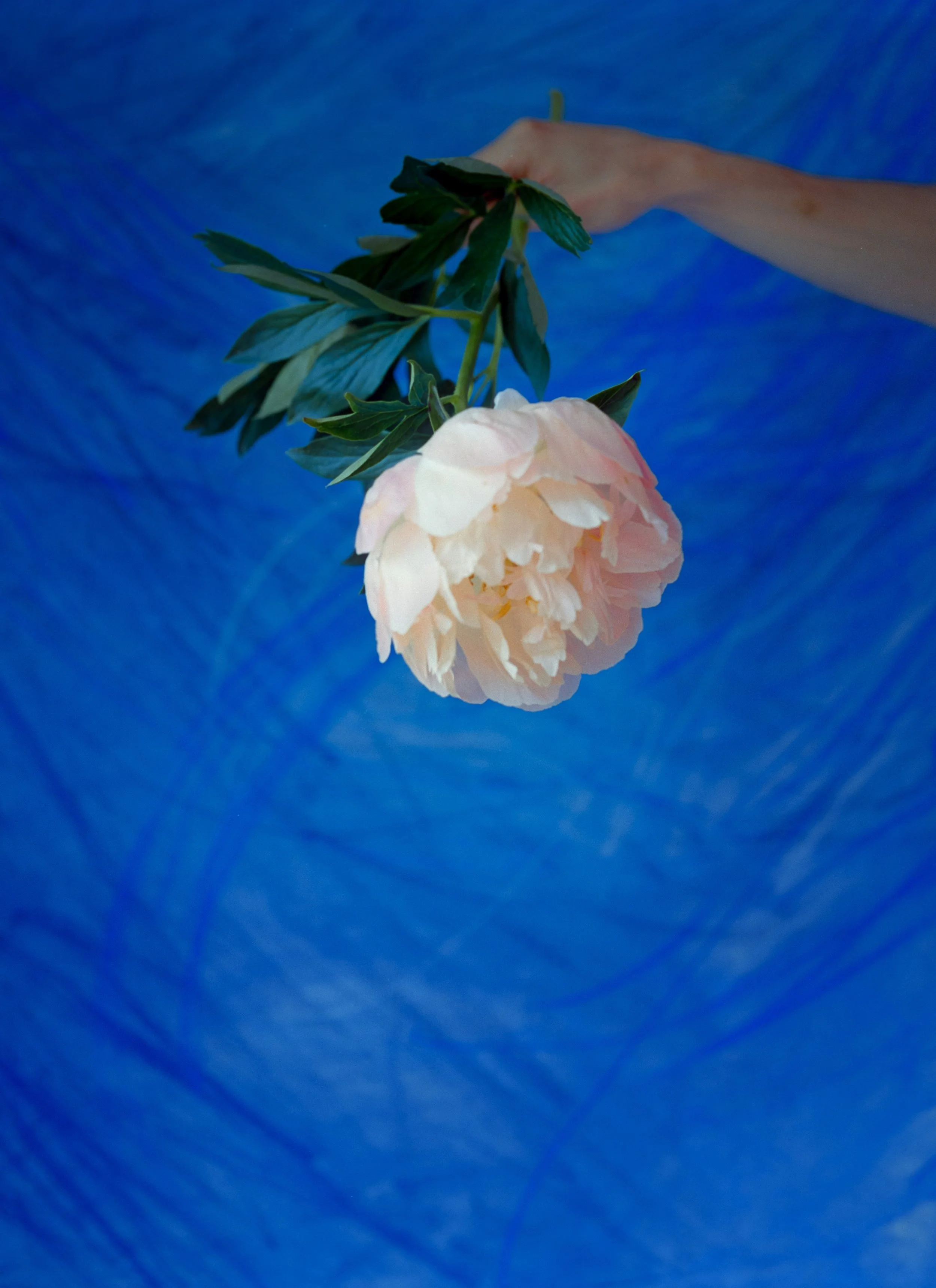 Peonies_16x22 copy_2.jpg