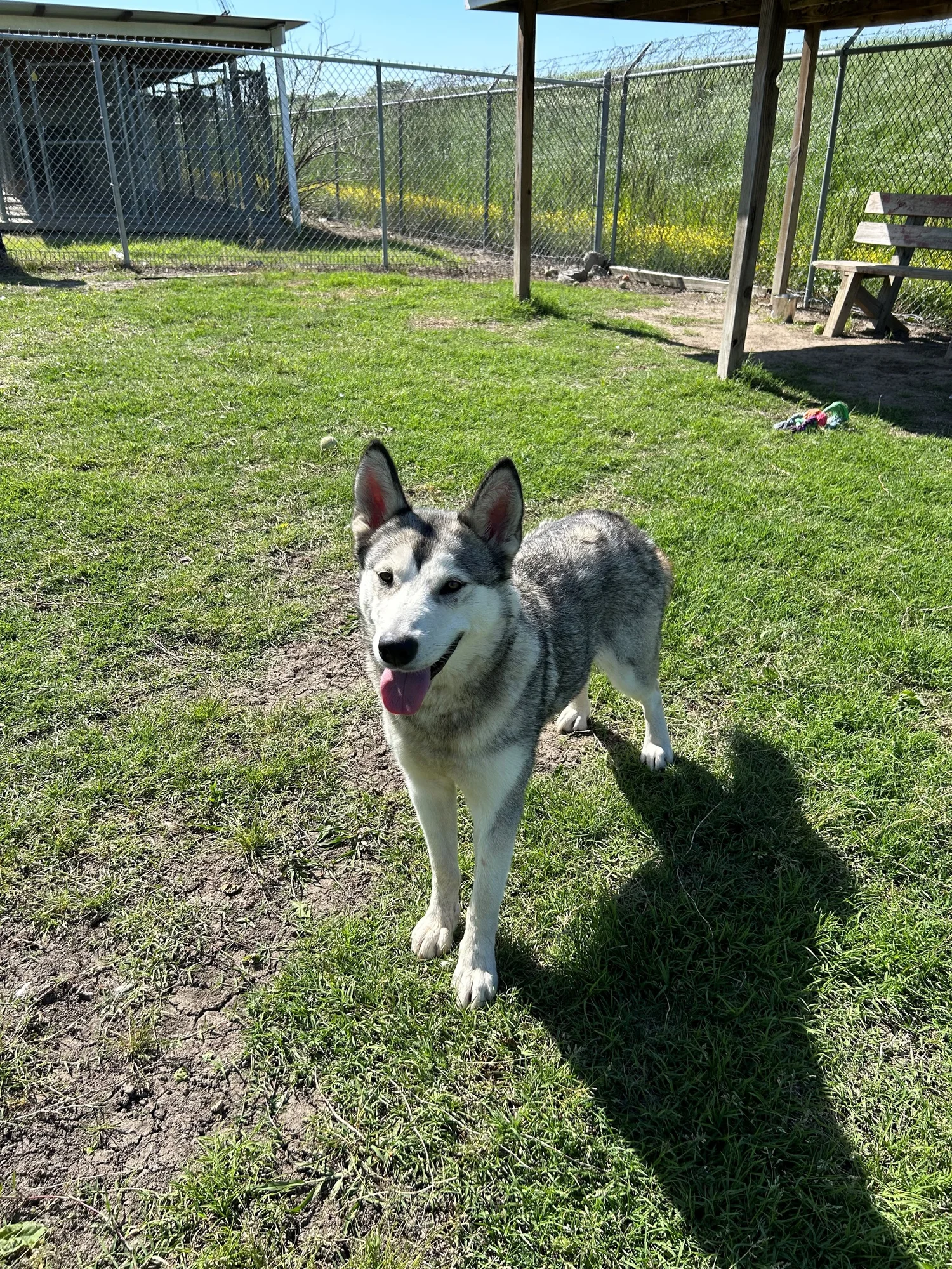 West Memphis Animal Shelter