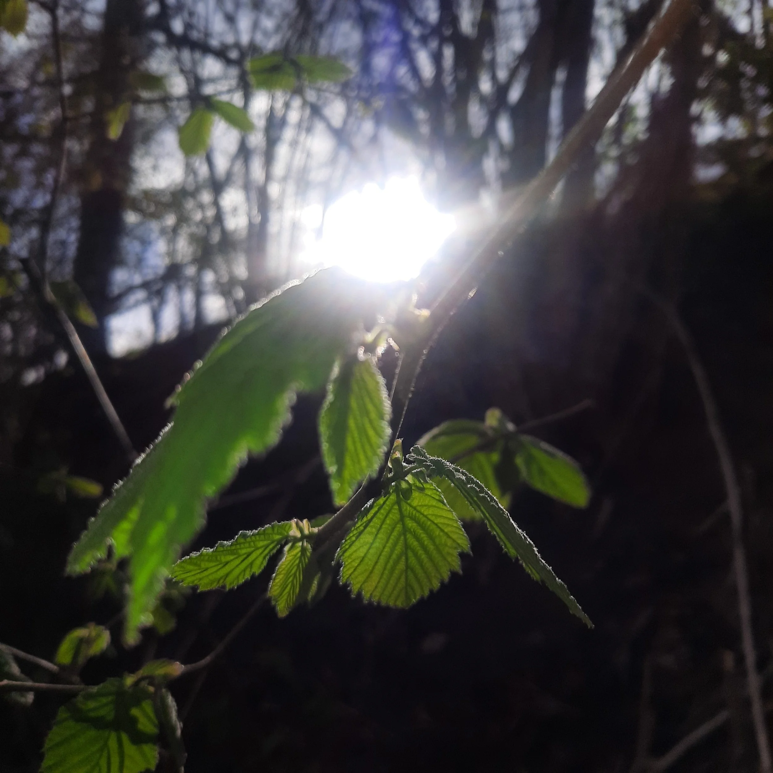 Your Desire Tempel: Playfulness – Transformeer je seksuele energie in levenskracht