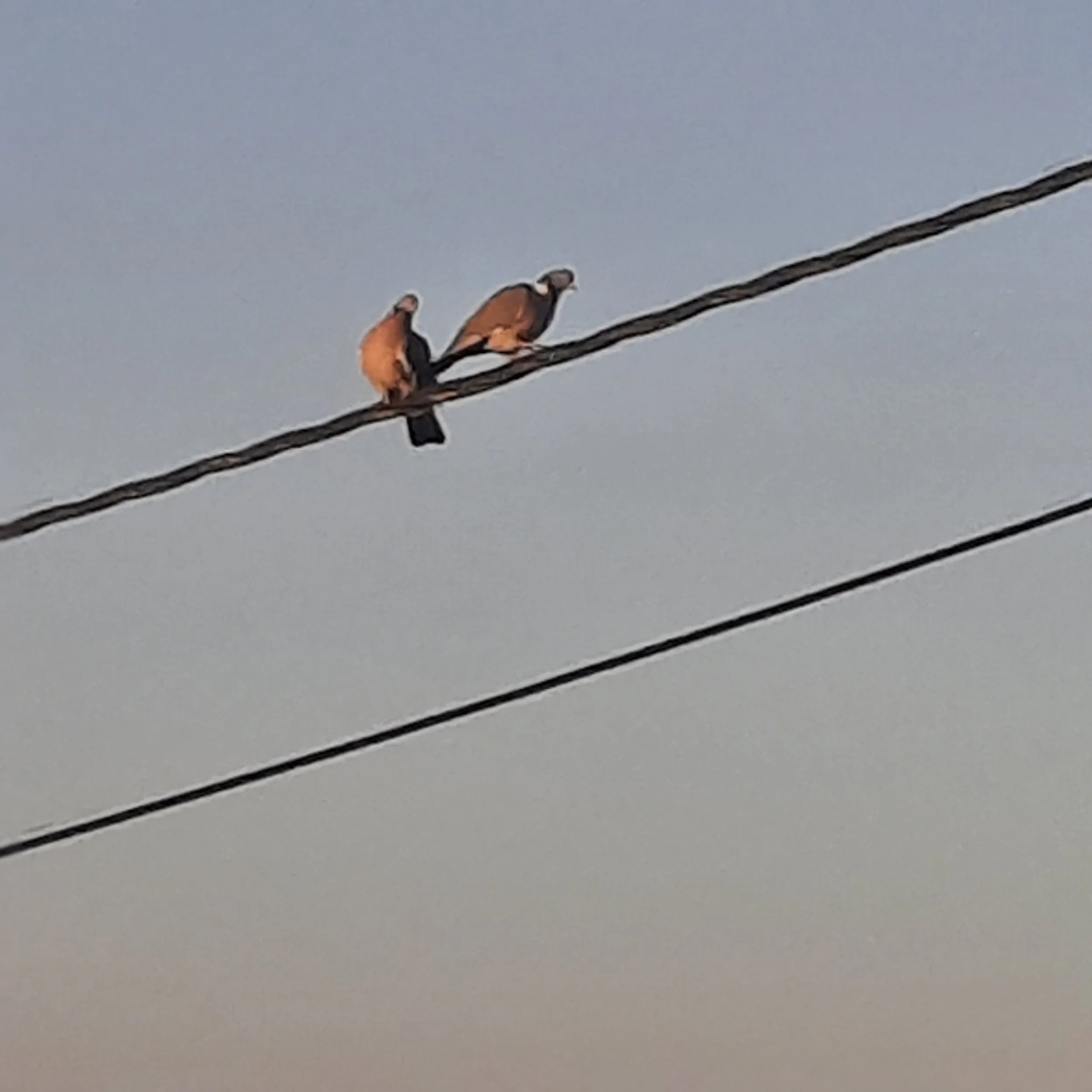 Getuigenis van een deelneemster aan de Vrouwelijk Inner Leiderschapsdag en het Vulva Verlangen Ritueel. 