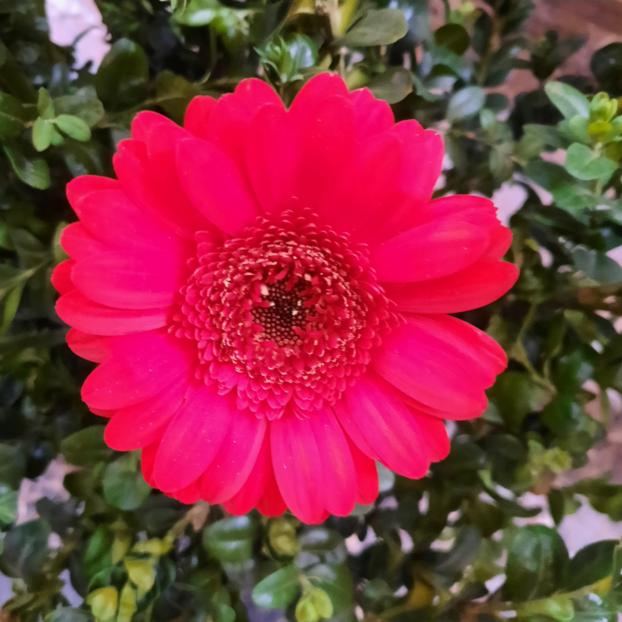 Van Voortplantingsseksualiteit naar Transformatie Seksualiteit