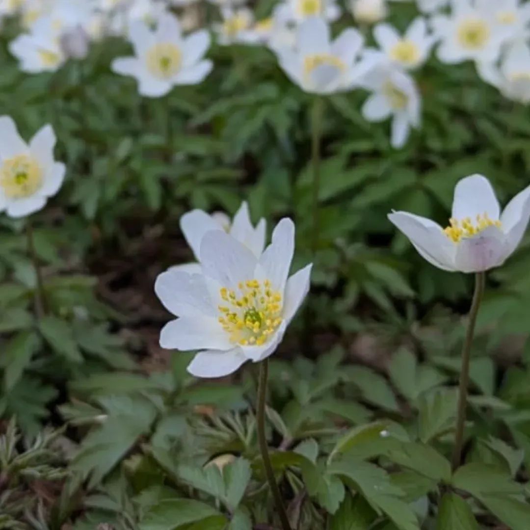 Leiderschap vanuit Je eigen  Bron: Seksuele Energie als Creatiekracht voor Ondernemers