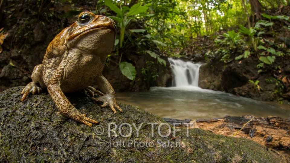 frog-osa.jpeg