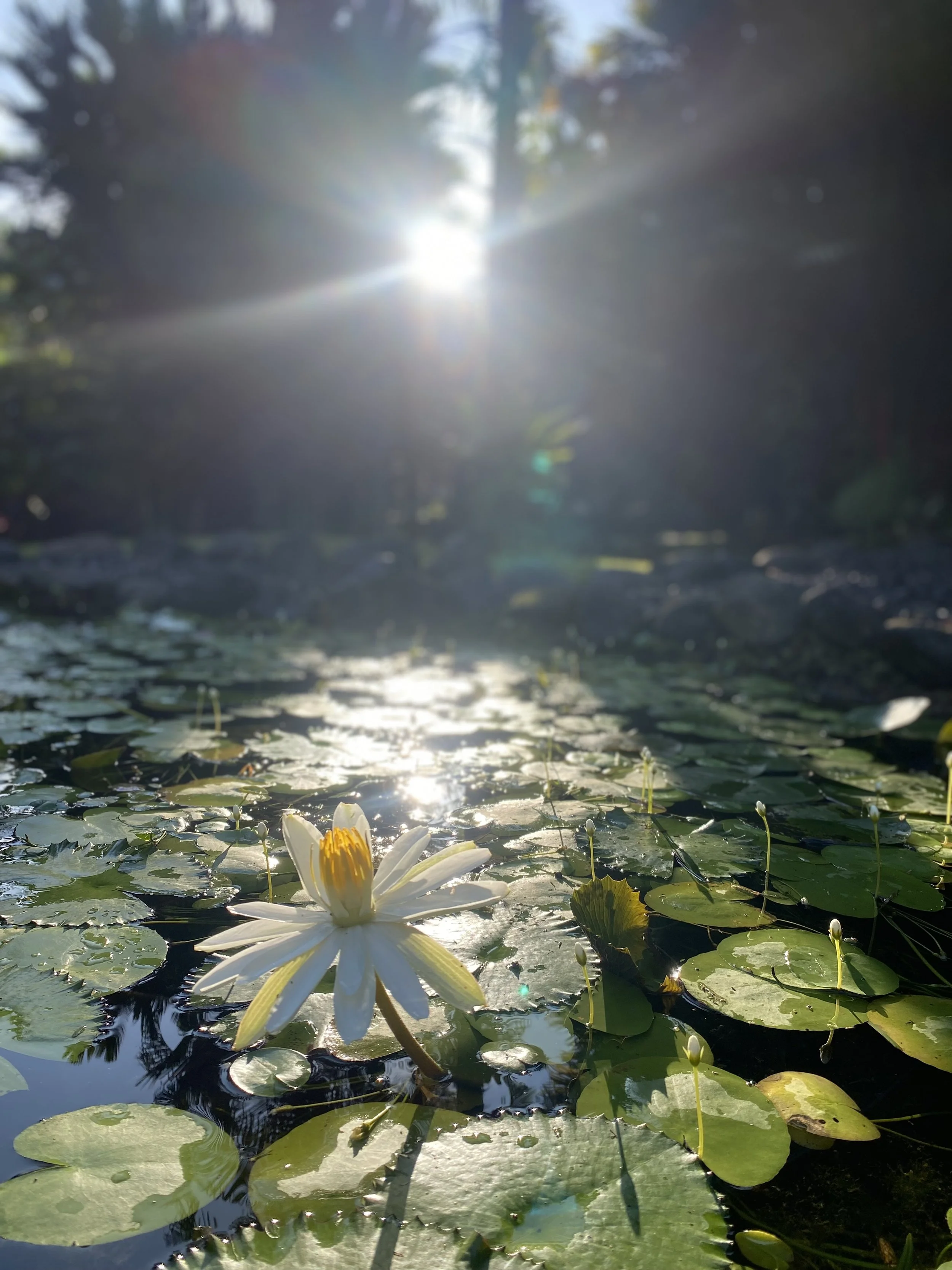 IMG_9939.jpeg