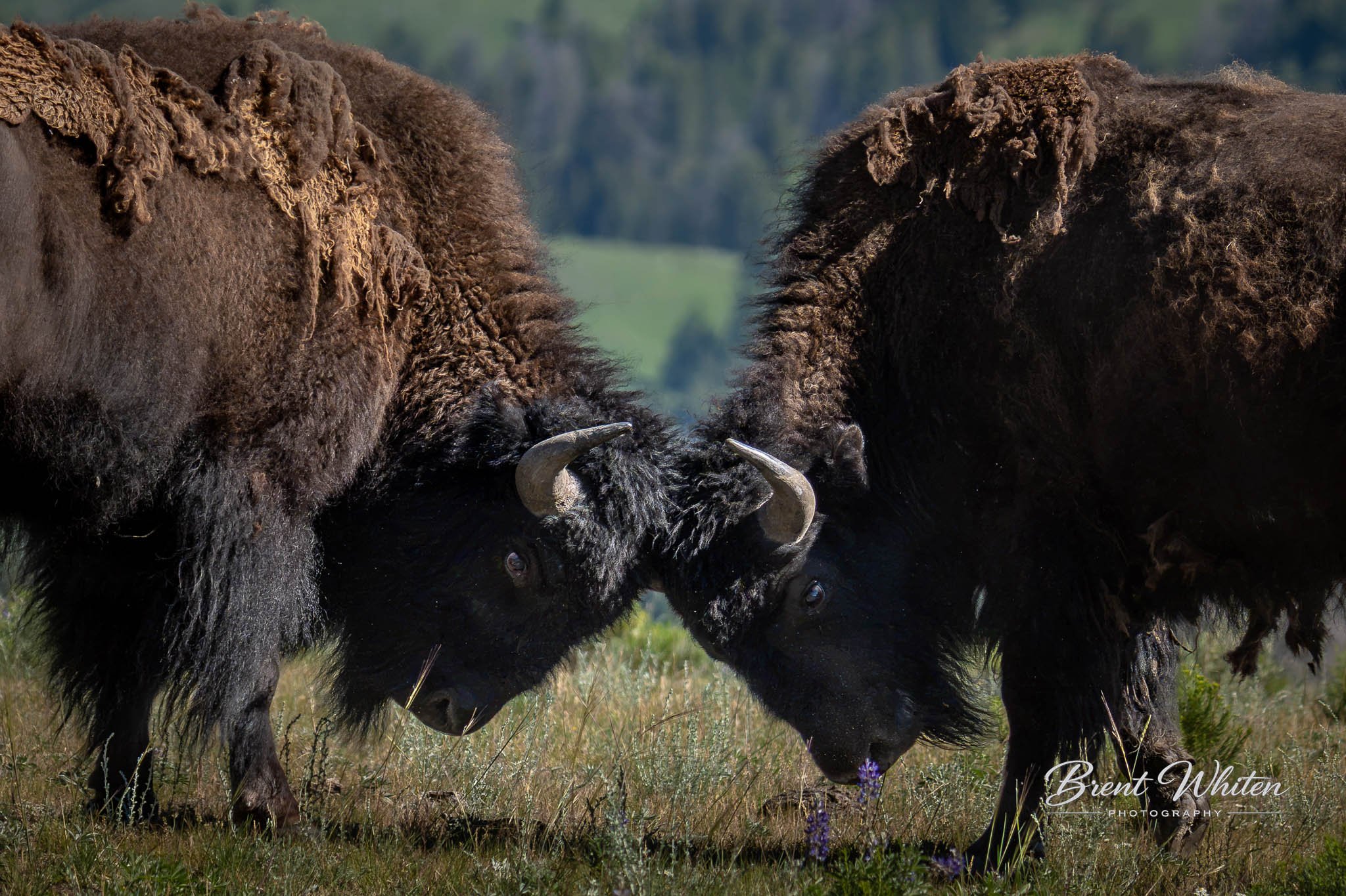 Two bison grazing in a grassy field with trees and blue sky in the background.
