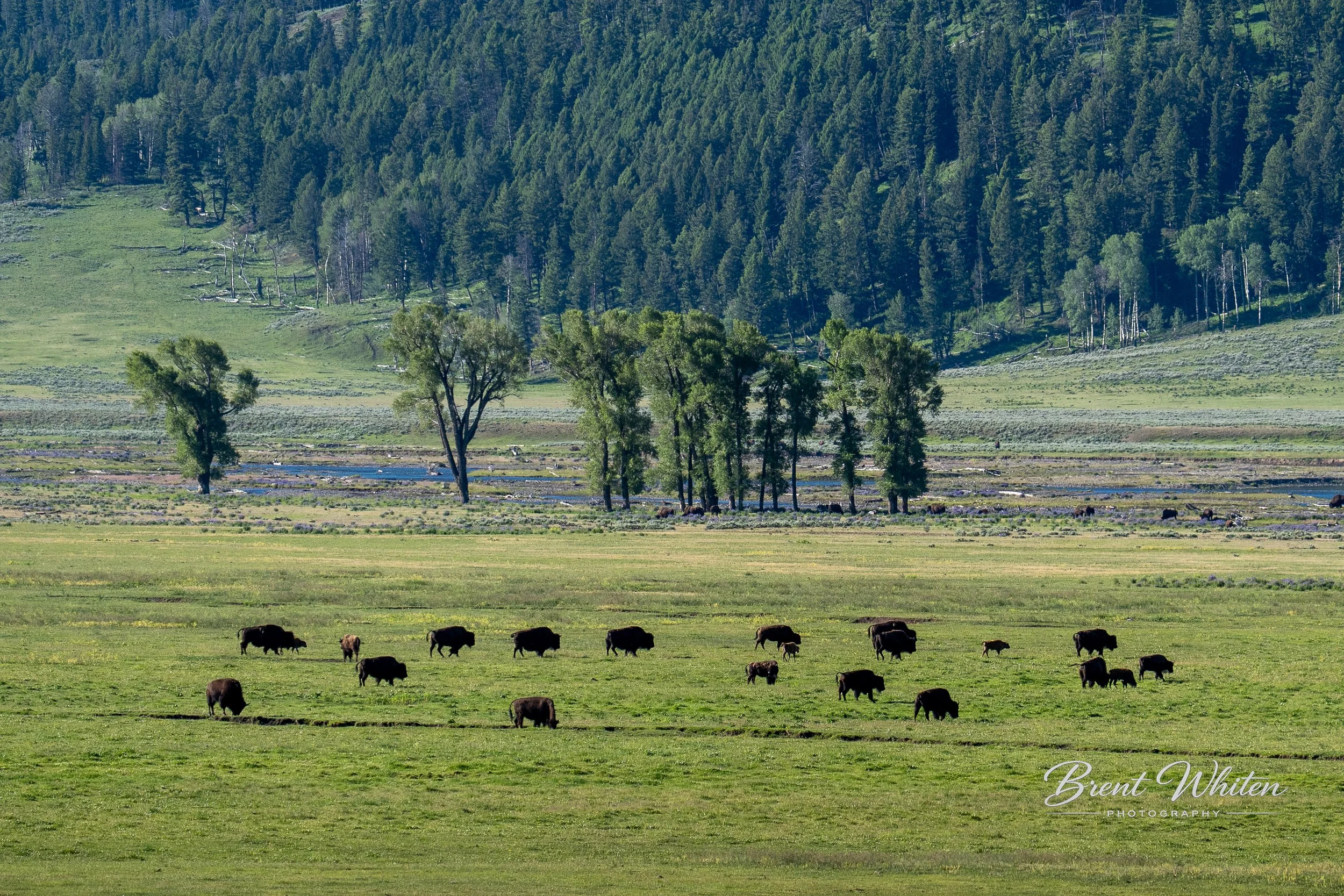A wide view of a grassy field with a herd of bison grazing, with a backdrop of dense evergreen trees and rolling hills.