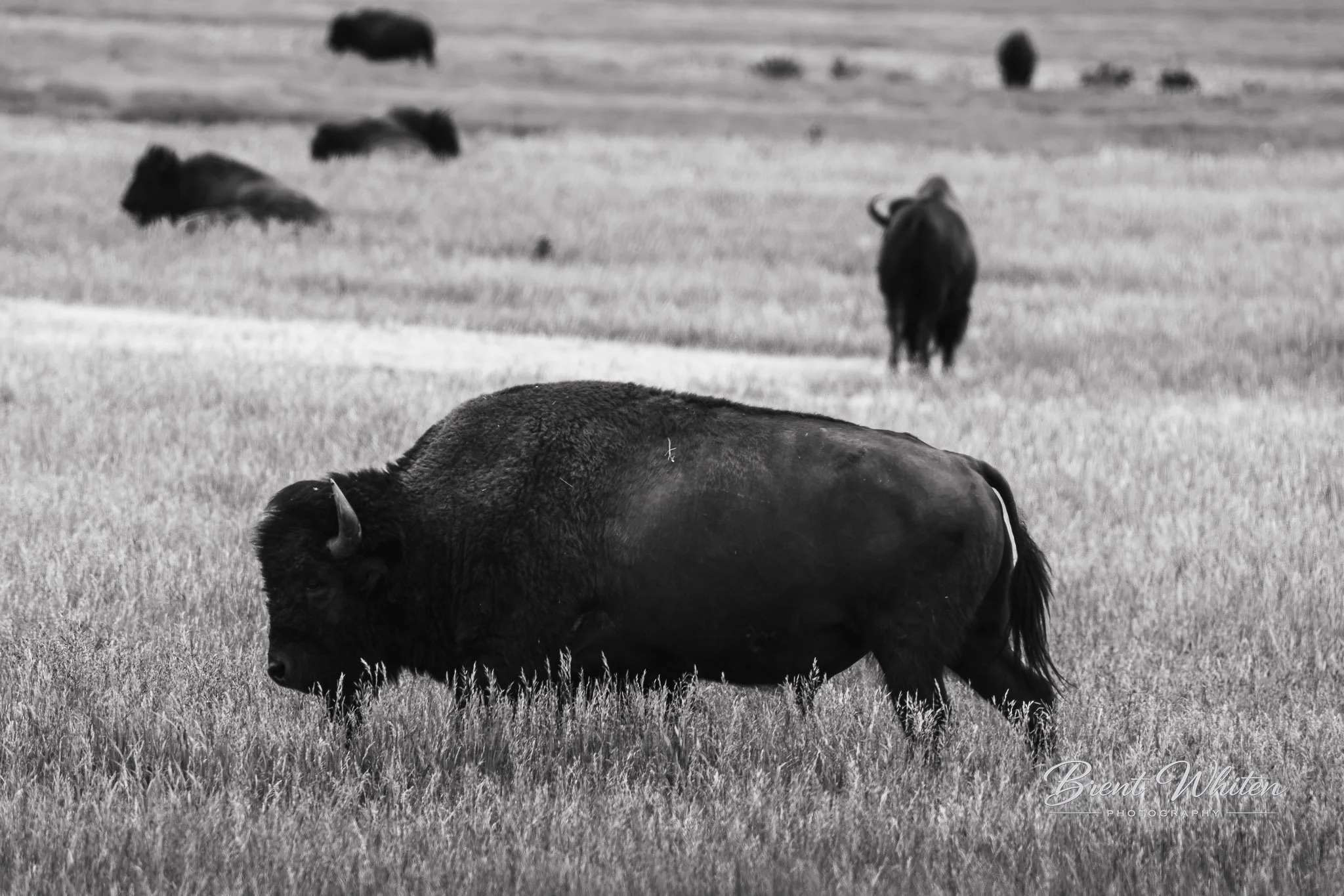 Black cows grazing and resting in an open field with some cows in the background