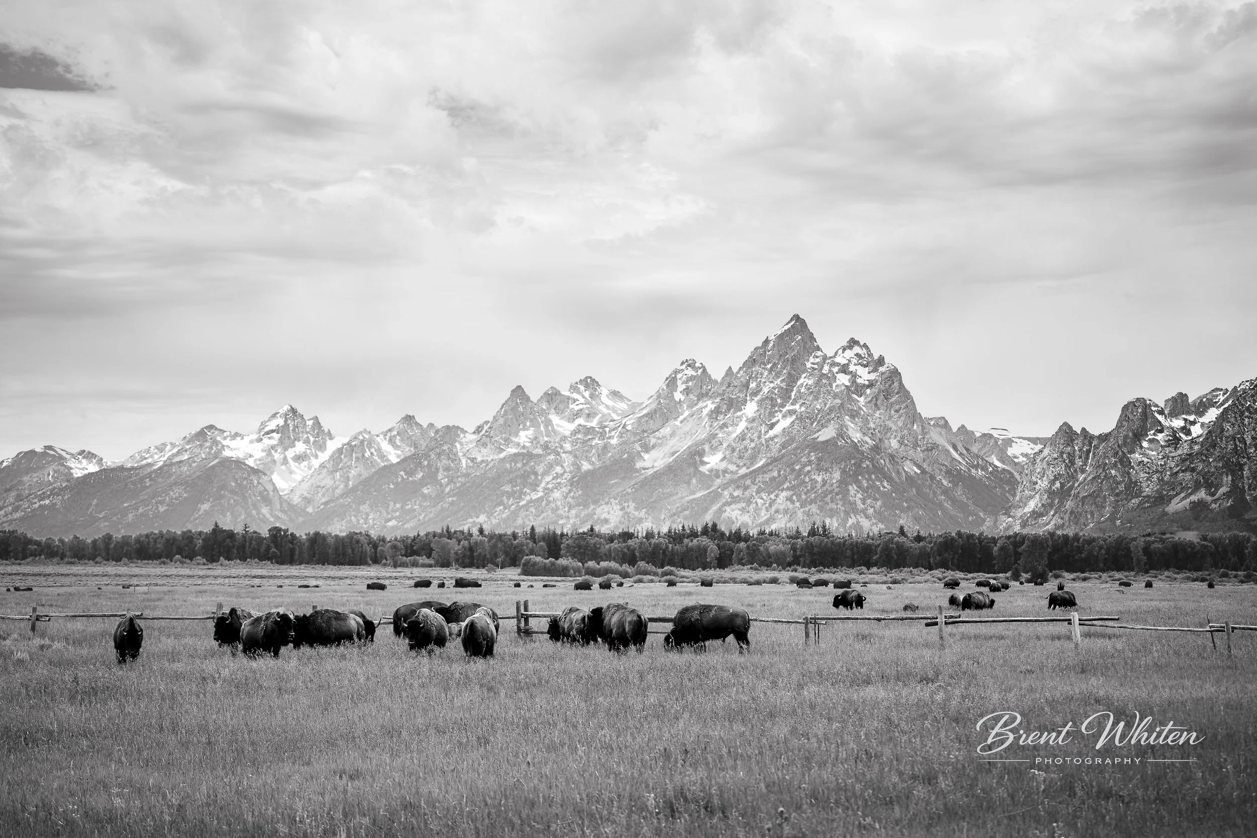 Black-and-white photo of a mountain range with snow-capped peaks, a foreground of grassy plains with grazing bison, and a cloudy sky.