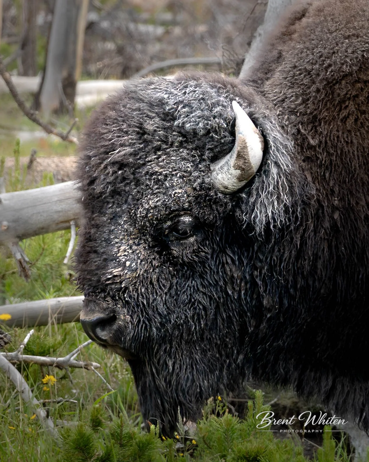 Close-up of a bison's head and upper body, showing wet fur, large curved horn, and a dark nose, standing in grassy area with small yellow flowers, wooden fence in background.