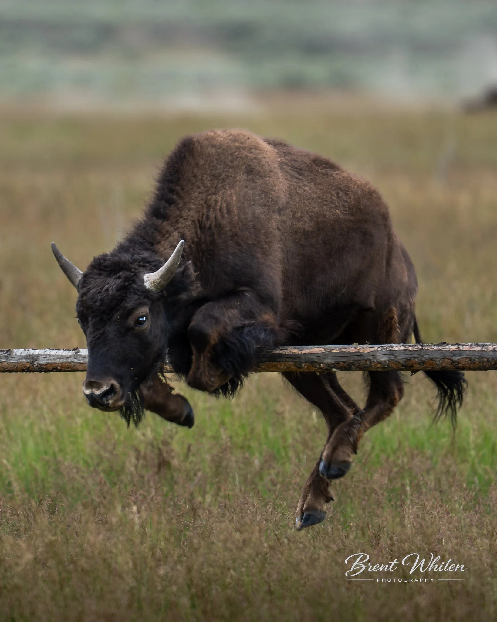 A bison grazing on grass with one front leg raised, standing on a grassy field, with an out-of-focus, green background.