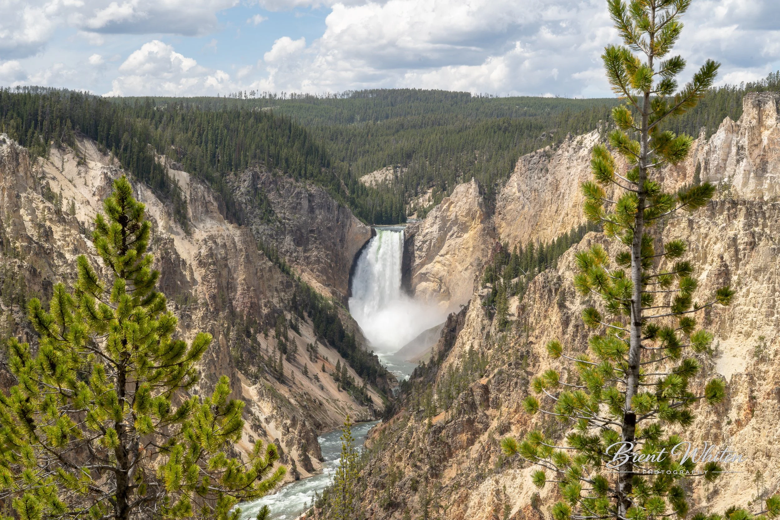 Scenic view of Yellowstone Falls with surrounding cliffs, dense forested hills, and a cloudy sky, as seen through trees in the foreground.