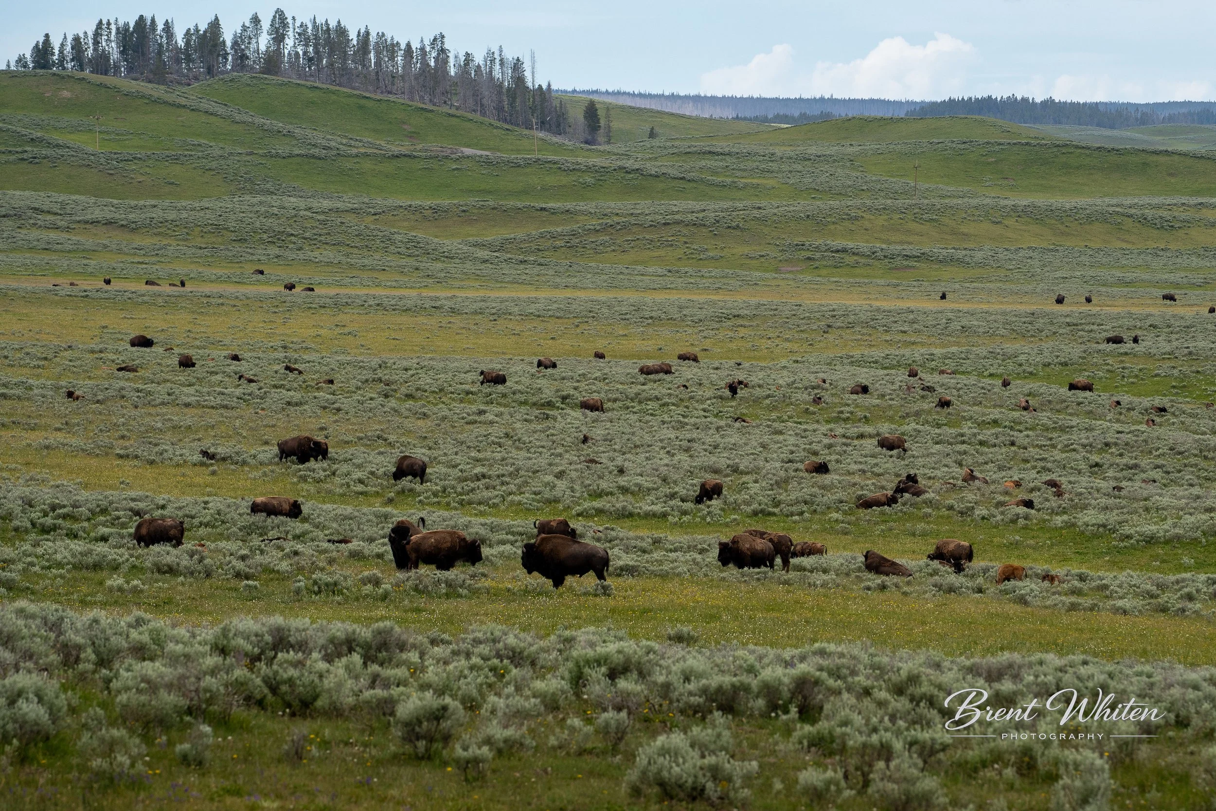 A wide landscape of green hills with bison grazing across the field, featuring a distant tree line at the top and a cloudy sky.