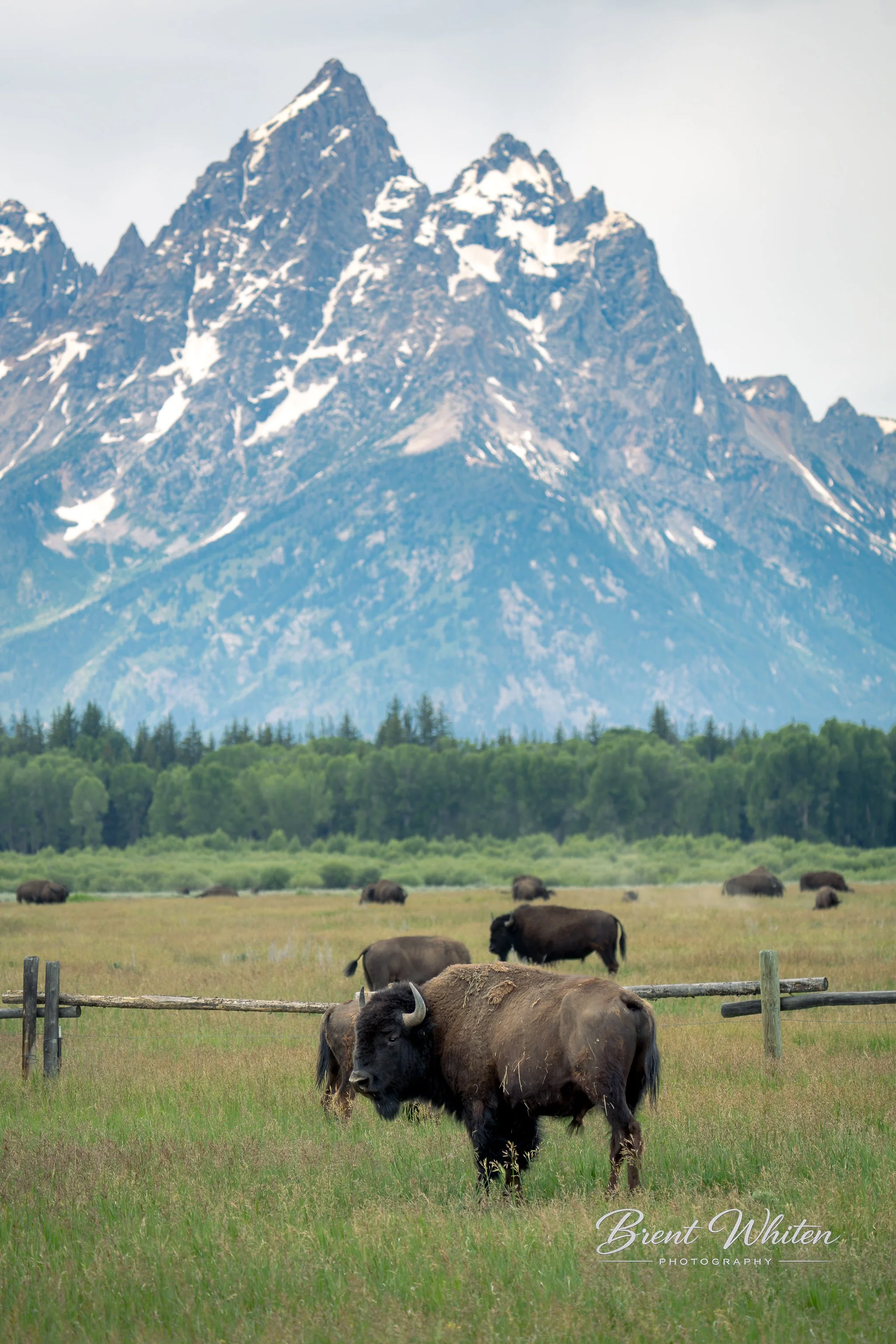 Bison grazing in a field with a mountain in the background and a cloudy sky overhead.