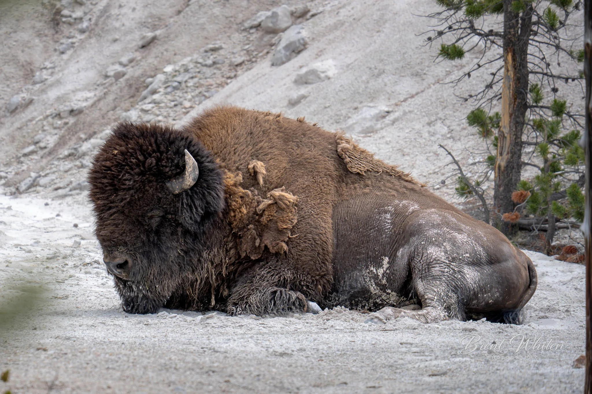 A large, muddy bison lying on the ground in a natural outdoor setting with trees and rocky terrain in the background.