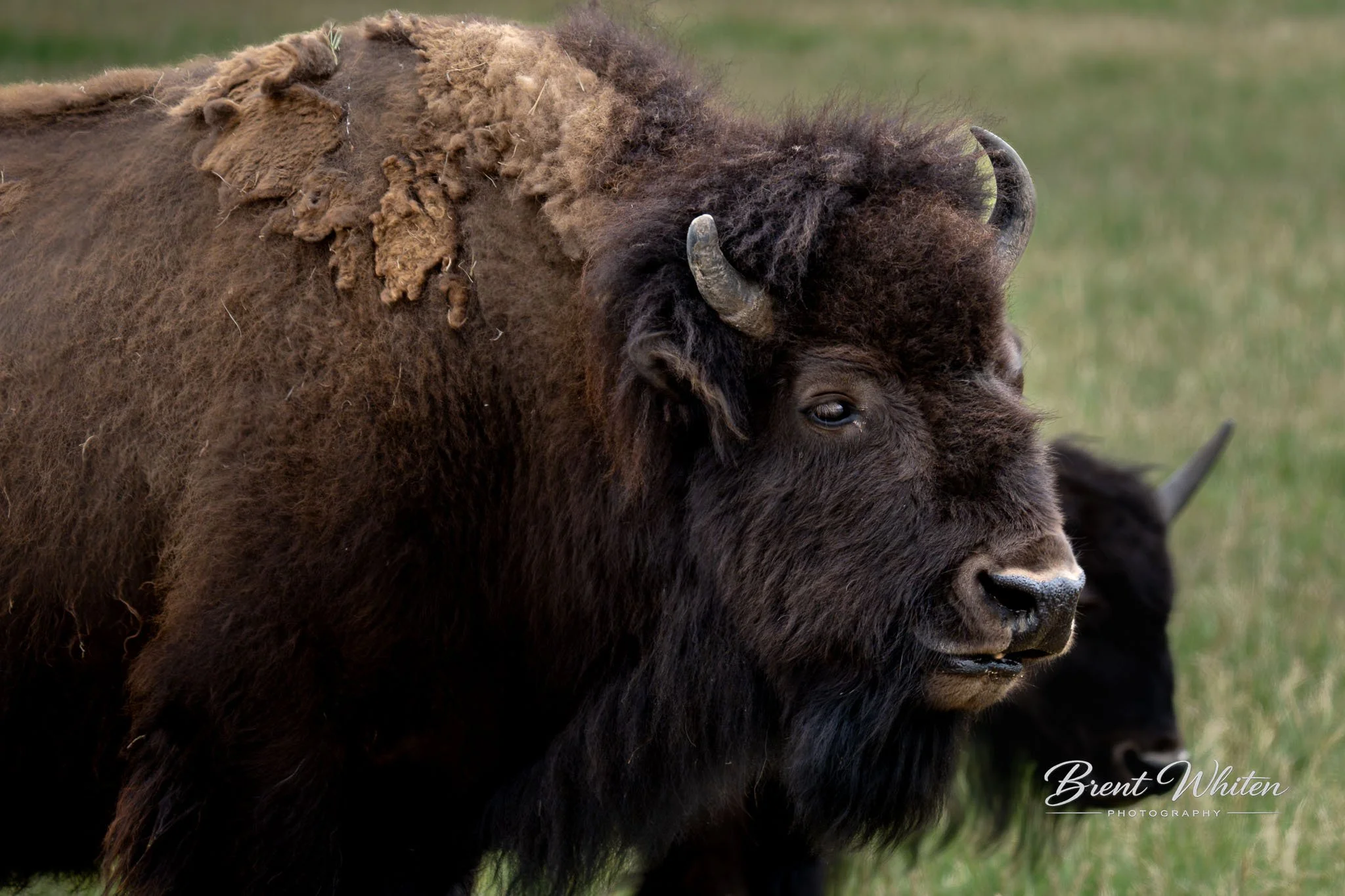 Close-up of a bison with thick dark brown fur, prominent horns, and a shaggy mane on its head, standing on a grassy field.