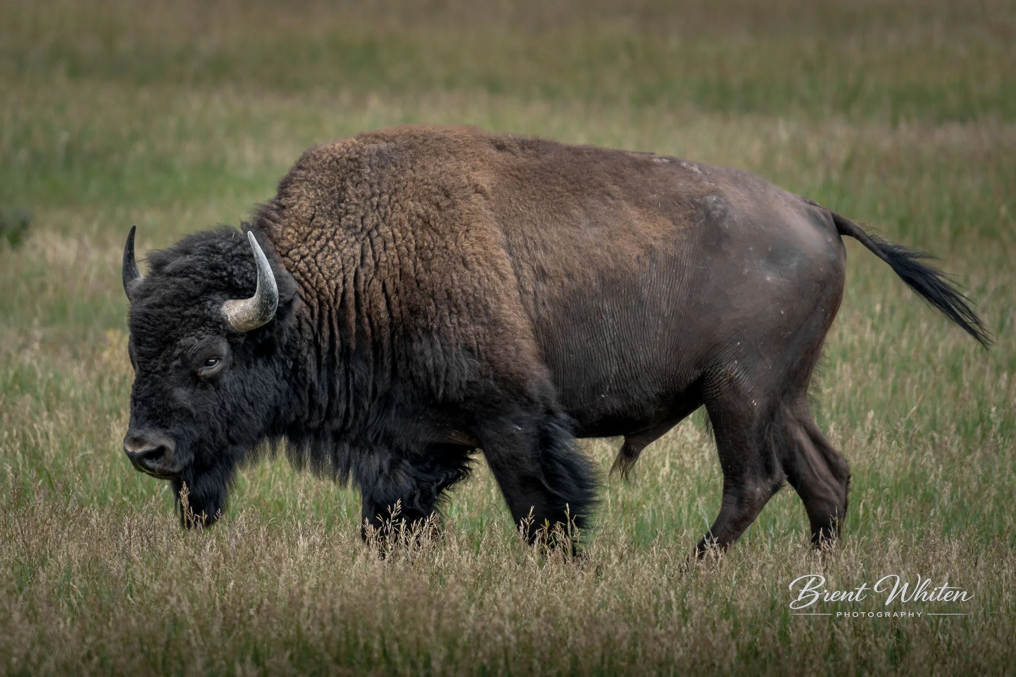 A bison grazing in a grassy field.