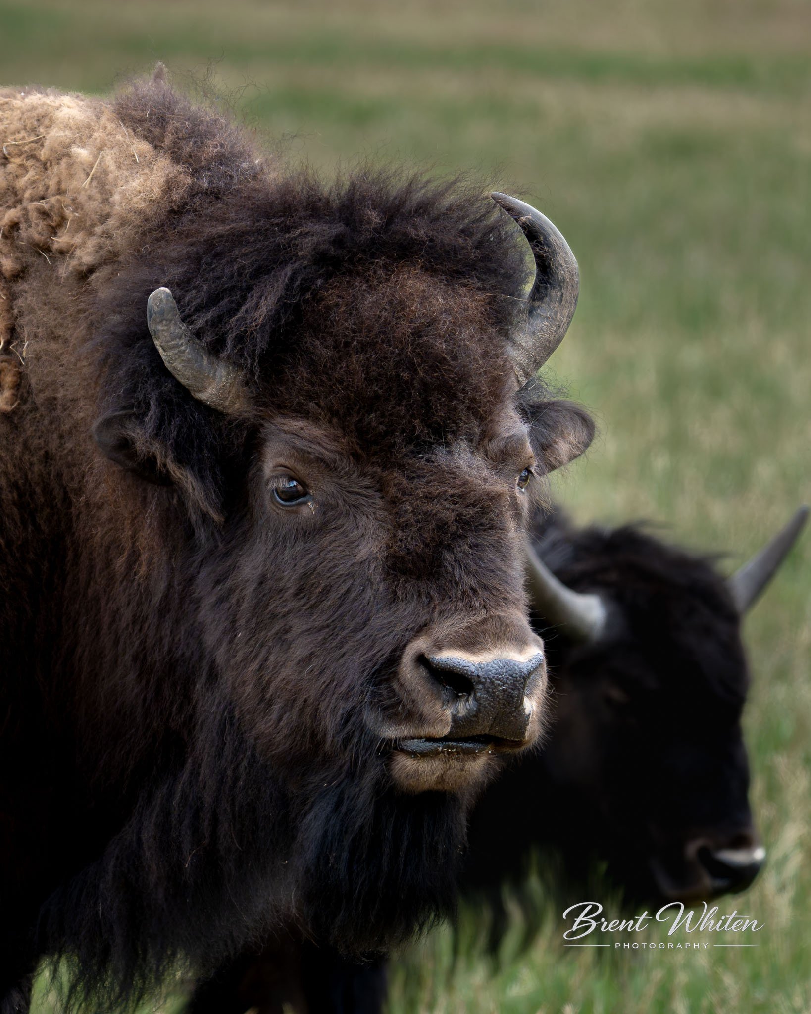 Close-up of a bison's head showing its dark fur, curved horn, and eye, with a blurred grassy background.