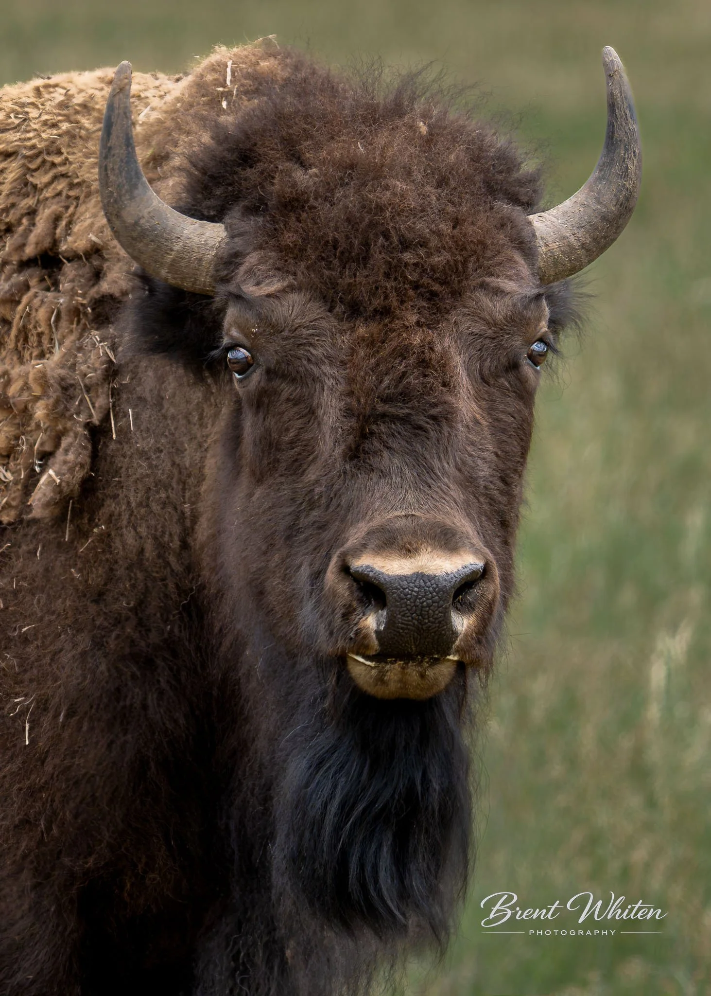 Close-up of a bison's face with dark fur, curved horns, and brown eyes, in a grassy field.