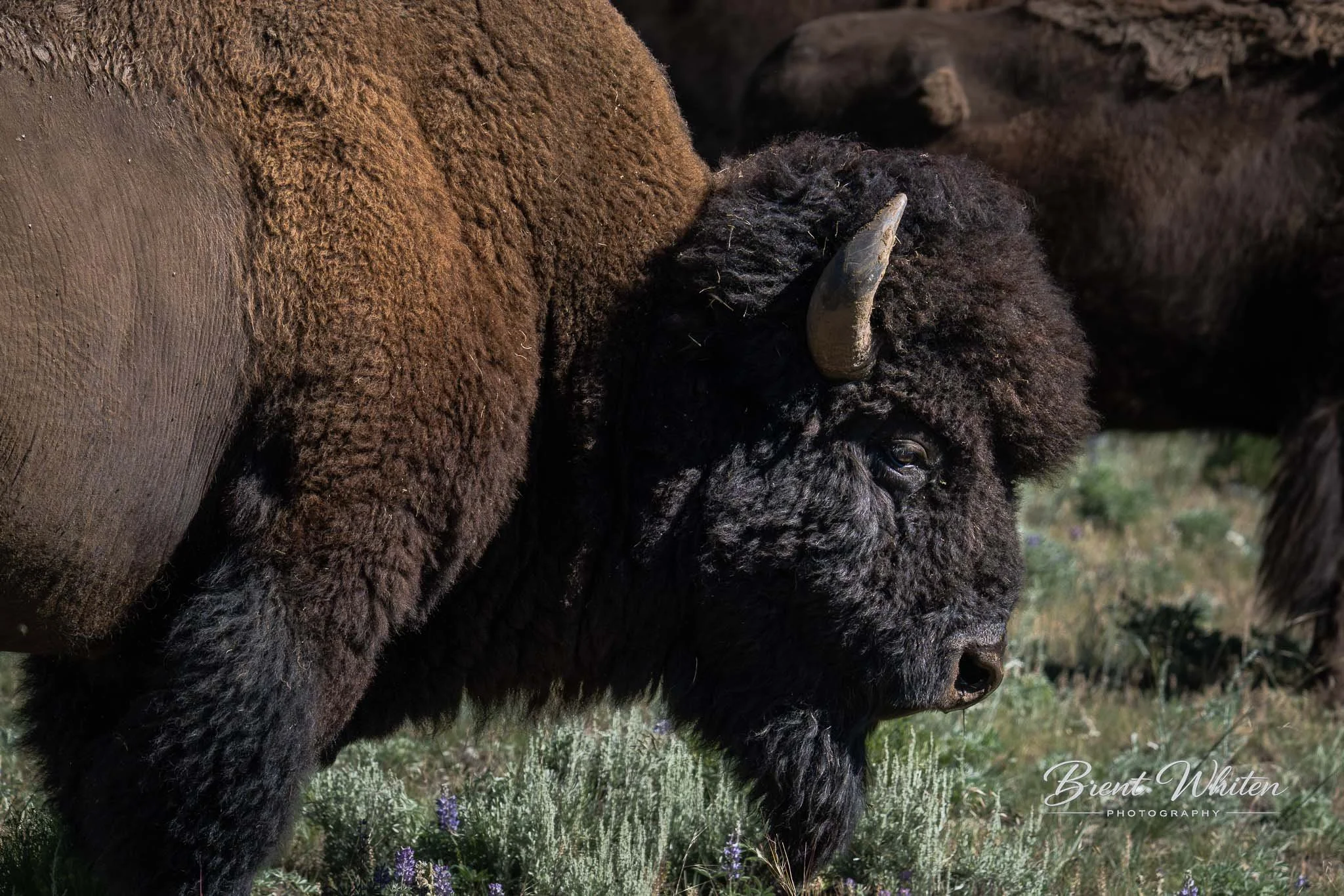 Close-up of a bison lying on grass, showing the animal's head, horns, and thick brown fur.