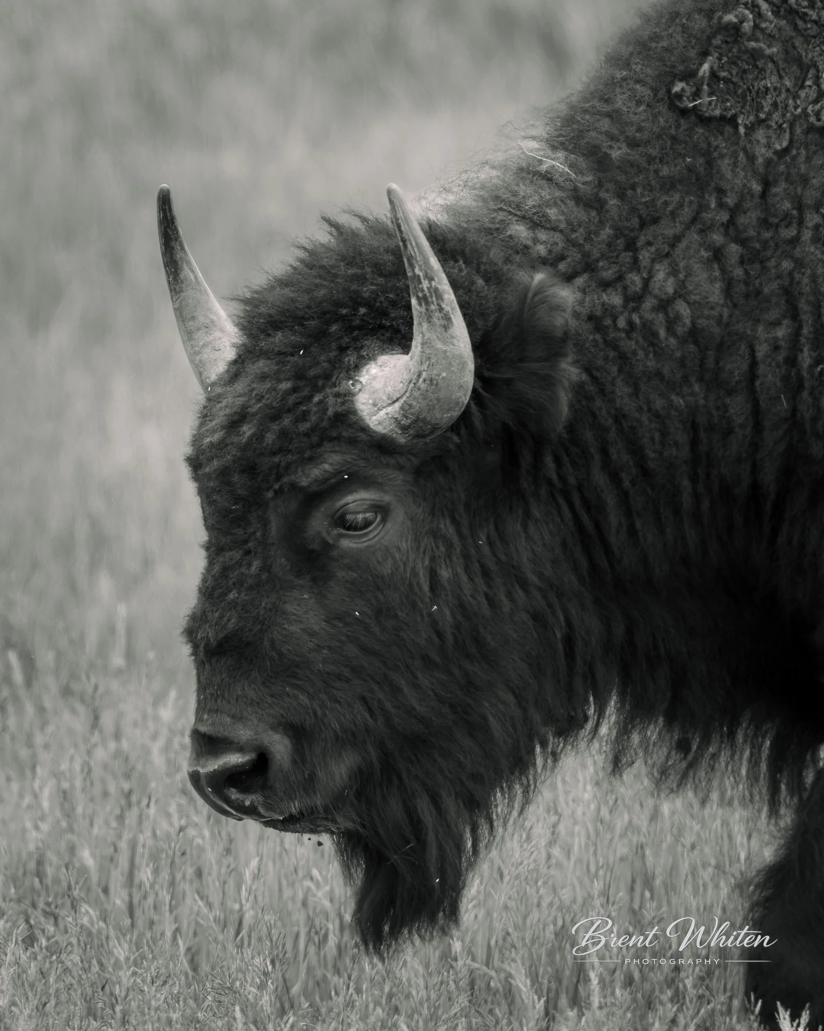 Close-up of a bison's head, showing one eye, curved horn, and thick furry snout, standing on grass.