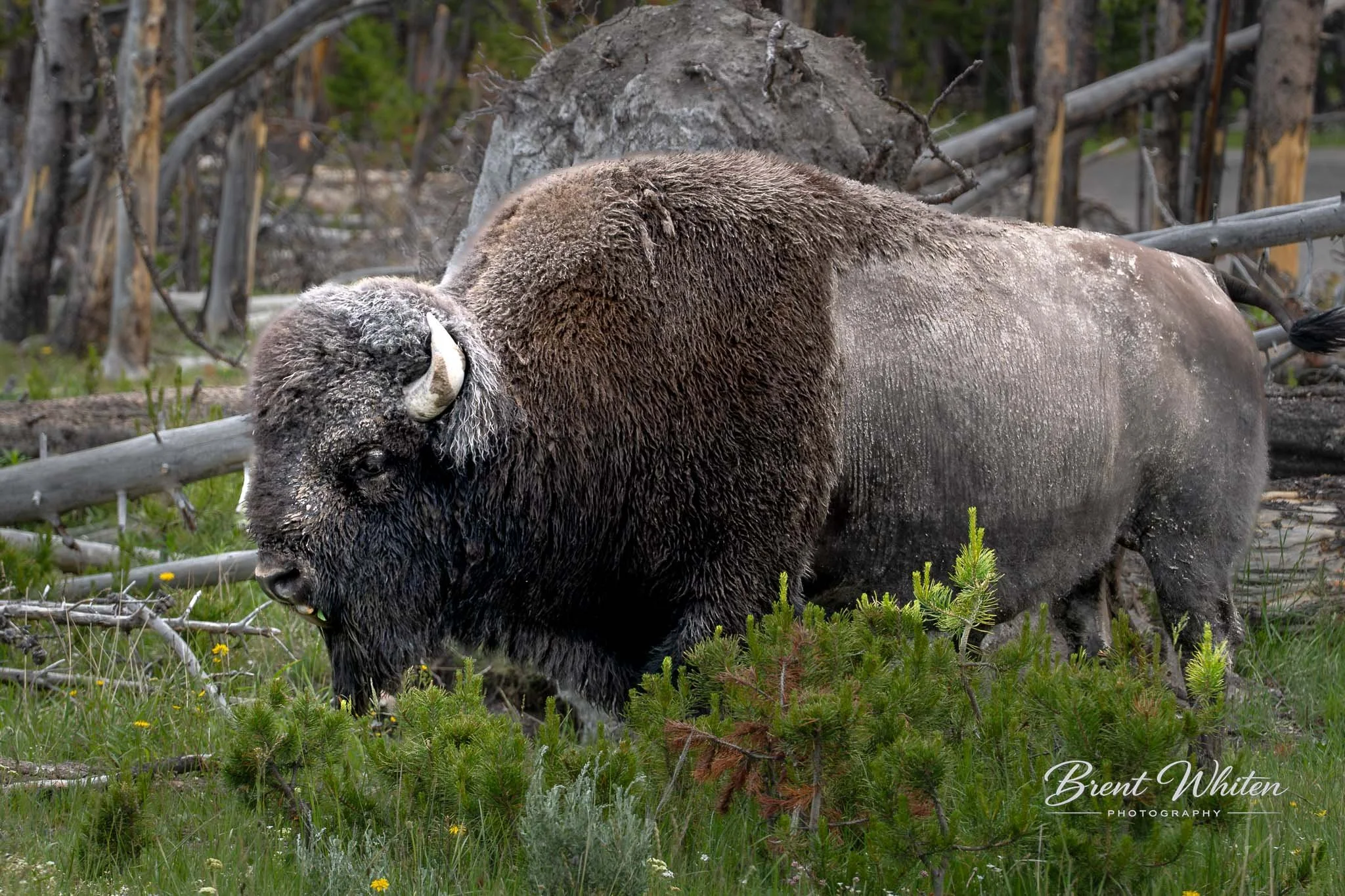 A large bison with thick, brown fur standing in a grassy area with small yellow flowers, surrounded by fallen logs and trees.