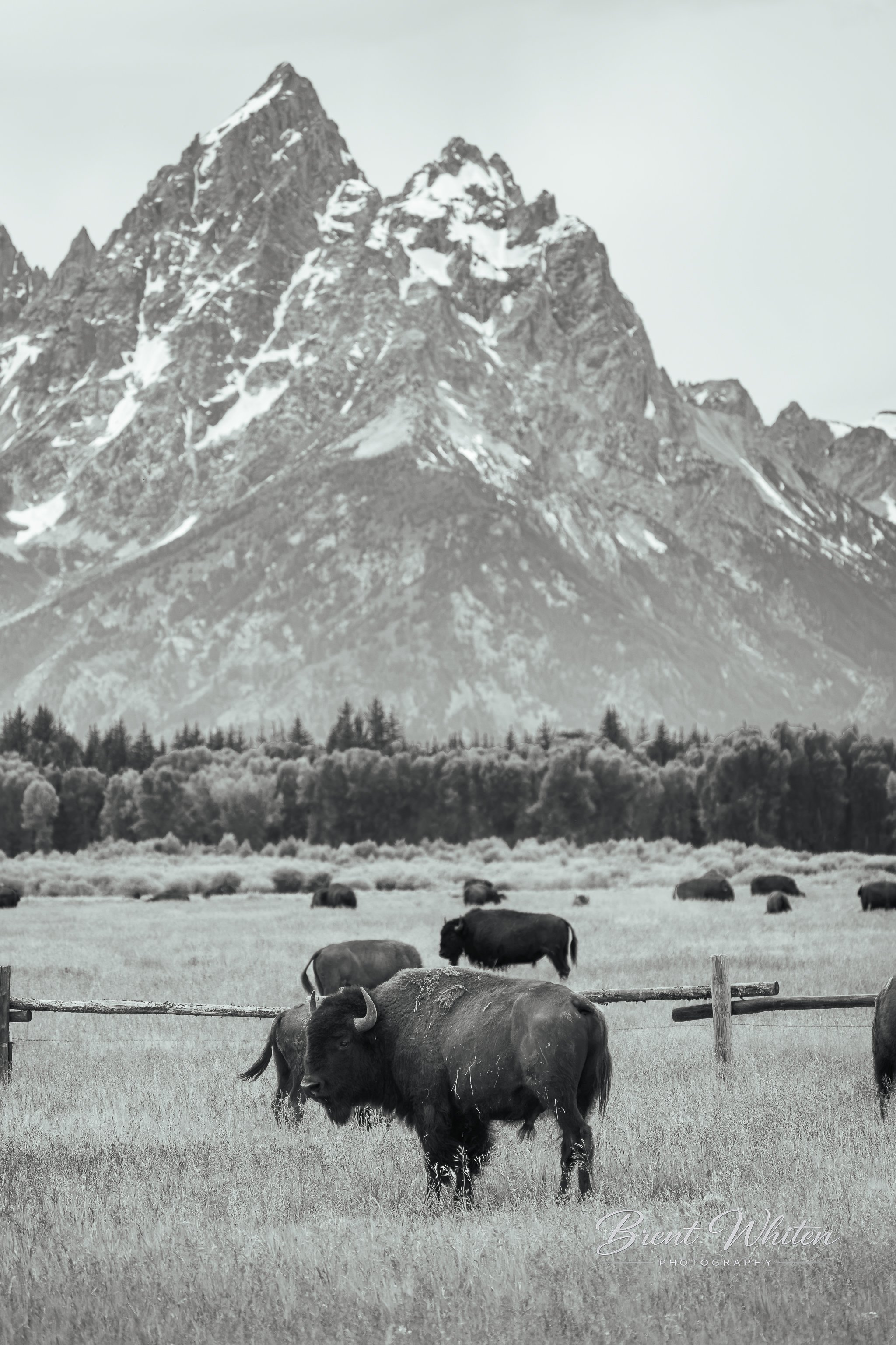 A herd of bison grazing in a field with snow-capped mountains in the background, black and white photograph.