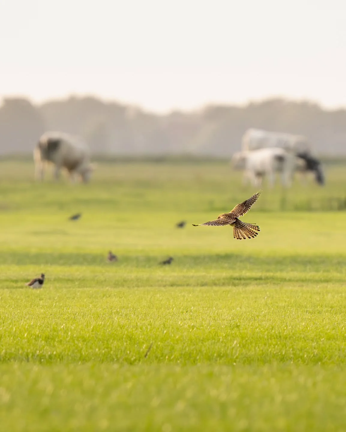 Turmfalke &amp; K&uuml;he
&deg;
🐦: Turmfalke
🧑&zwj;🔬: Falco Tinnunculus 
&deg;
&deg;
@nikondach Z8 &amp; Z 180-600mm f/5.6-6.3 
&deg;
&deg;
&deg;
#madewithlightroom #vogelfotografie_deutschland #nikondach #nikkor500mm #turmfalke