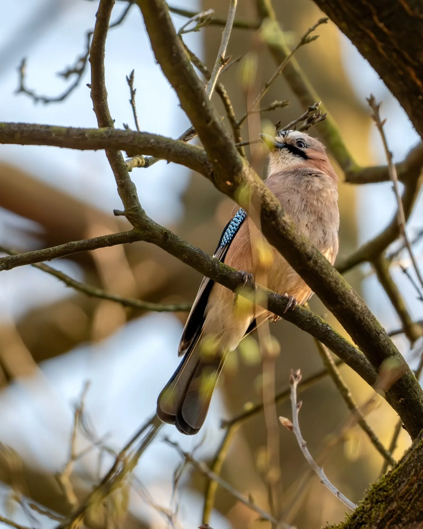 Eichelh&auml;her
&deg;
🐦: Eichelh&auml;her
🧑&zwj;🔬: Garrulus Glandarius
&deg;
&deg;
@nikondach Z8, FTZ II &amp; 500 mm f/4E FL ED VR
&deg;
&deg;
&deg;
#madewithlightroom #vogelfotografie #nikondach #eichelh&auml;her #wildlifephotography