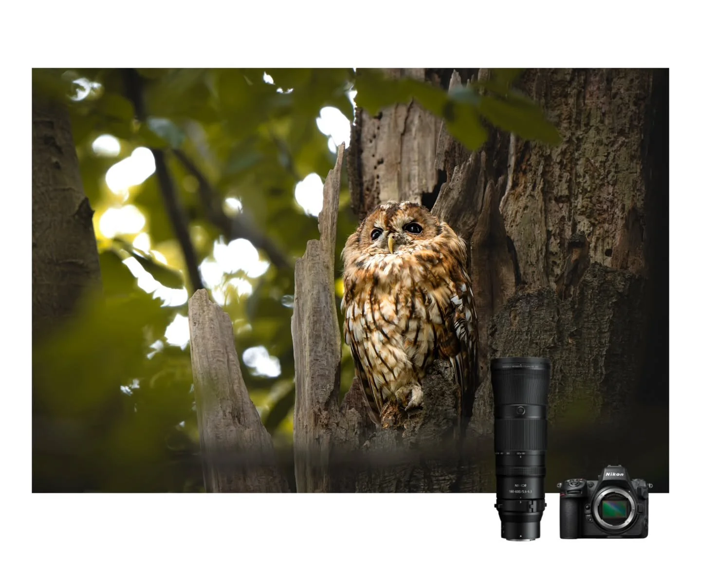 Im September 2024 hab ich im @hogeveluwe Nationalpark dank @ruudnaturephotography mein erstes Foto eines Waldkauzes aufgenommen.
&deg;
@nikondach Z8 &amp; Z 180-600mm f/5.6-6.3
&deg;
&deg;
🦉: Waldkauz
🧑&zwj;🔬: Strix Aluco
&deg;
&deg;
&deg;
#nikone