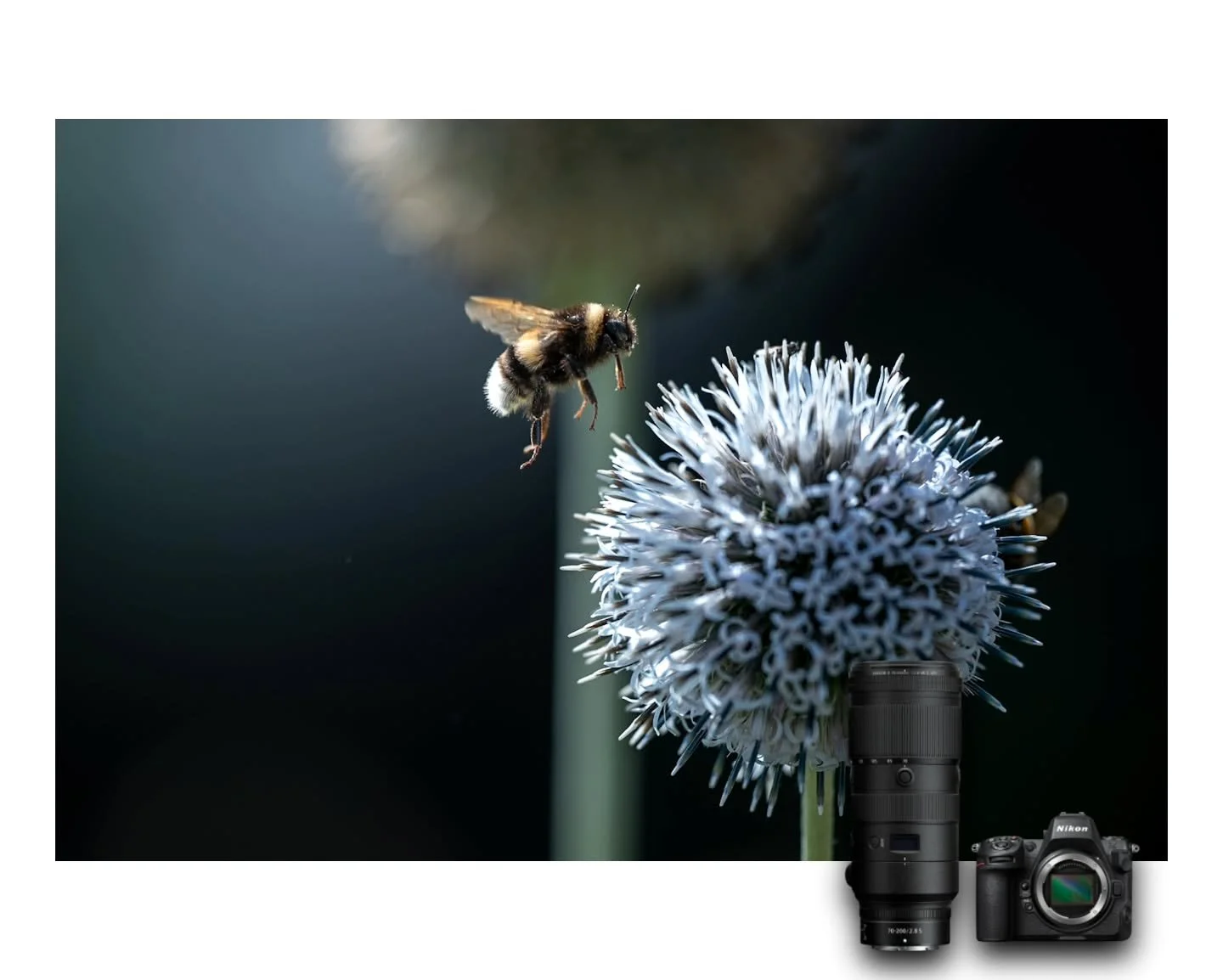 Neulich im @tierparkarchewarder - eine Hummel im Landeanflug auf eine Kugeldistel.
Hab danach noch mehrmals versucht, ein weiteres Foto einer Hummel im Flug aus der Hand zu schie&szlig;en und daf&uuml;r mehrere Tausend Bilder gemacht aber Keines wurd