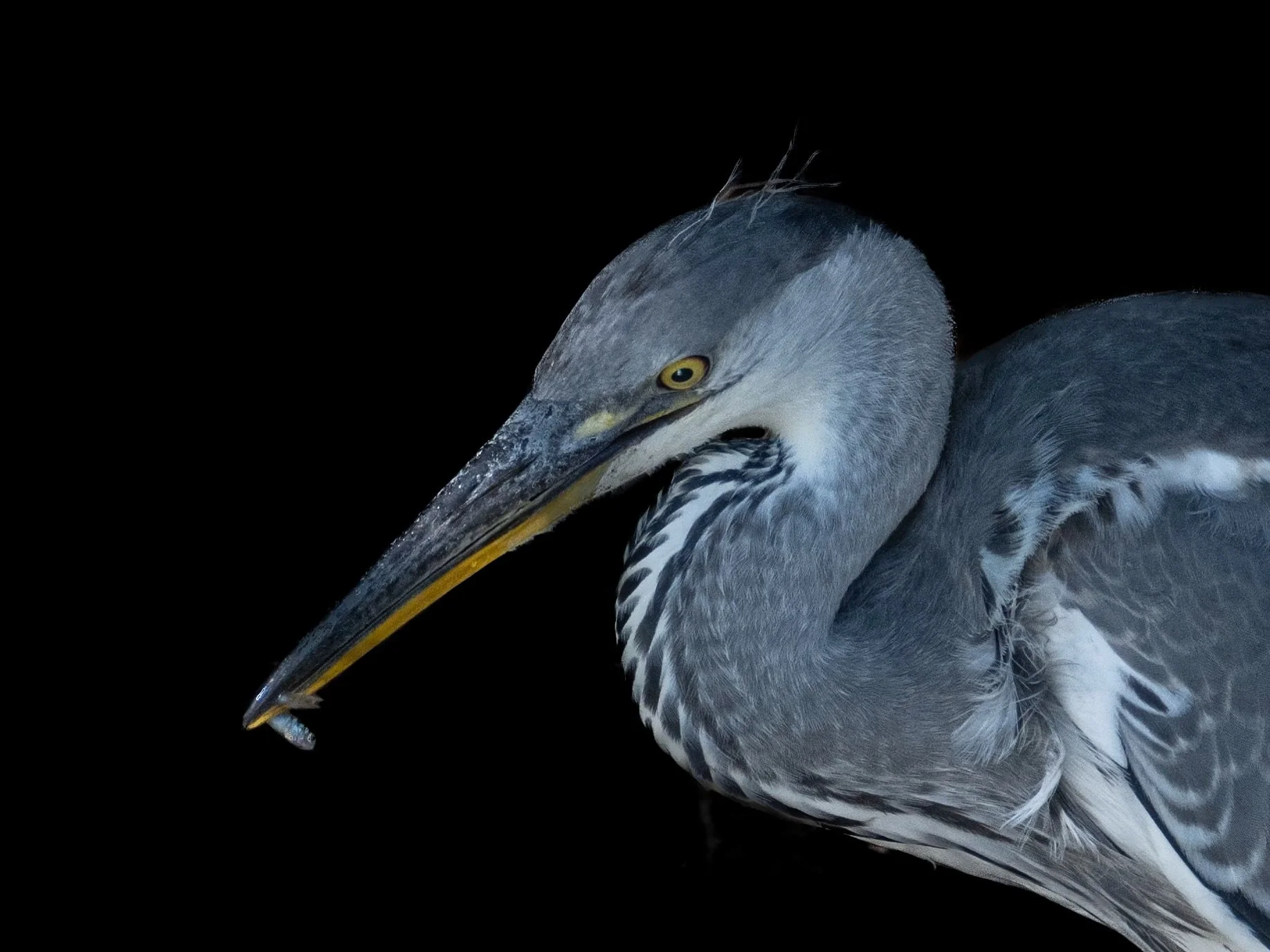 Close-up of a gray heron with a small fish in its beak against a black background.