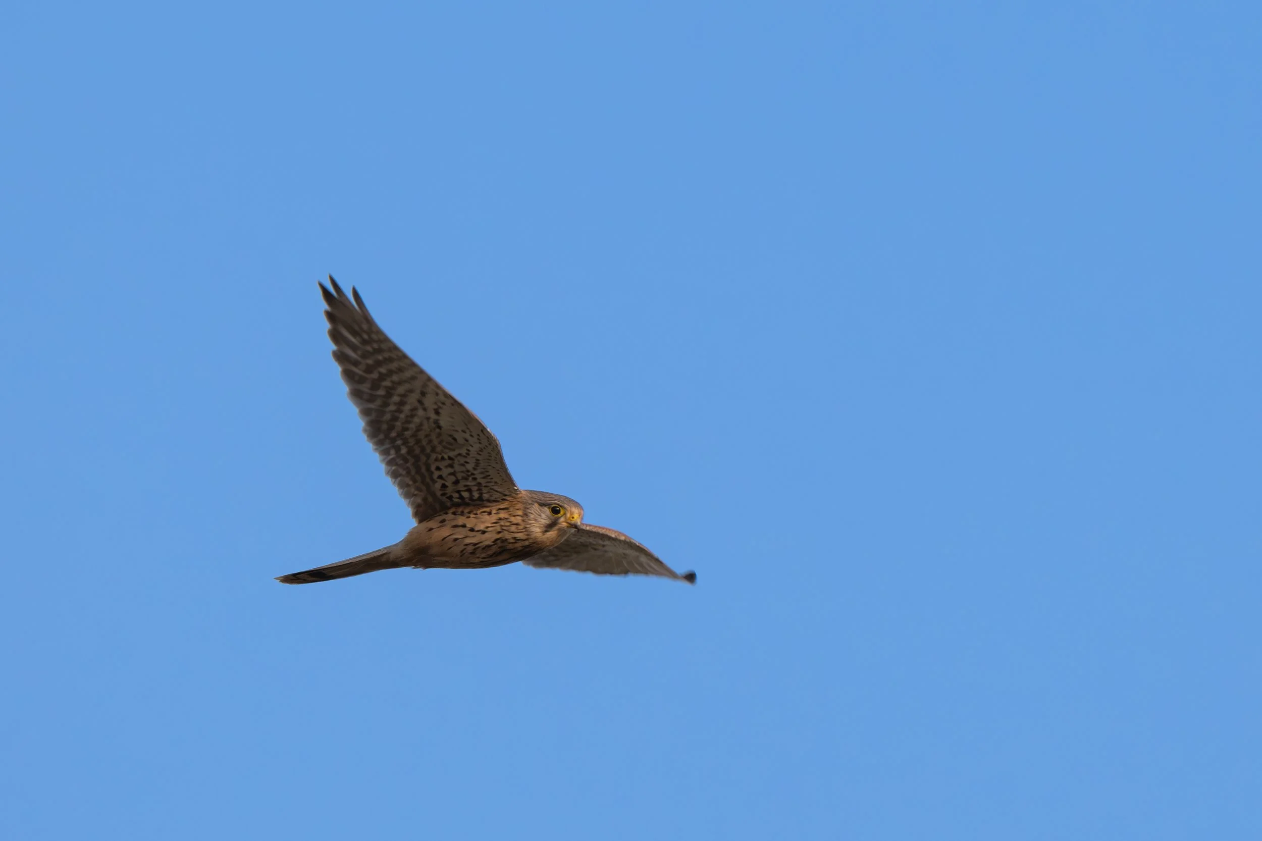 JVK_5904-Enhanced-NR.jpg