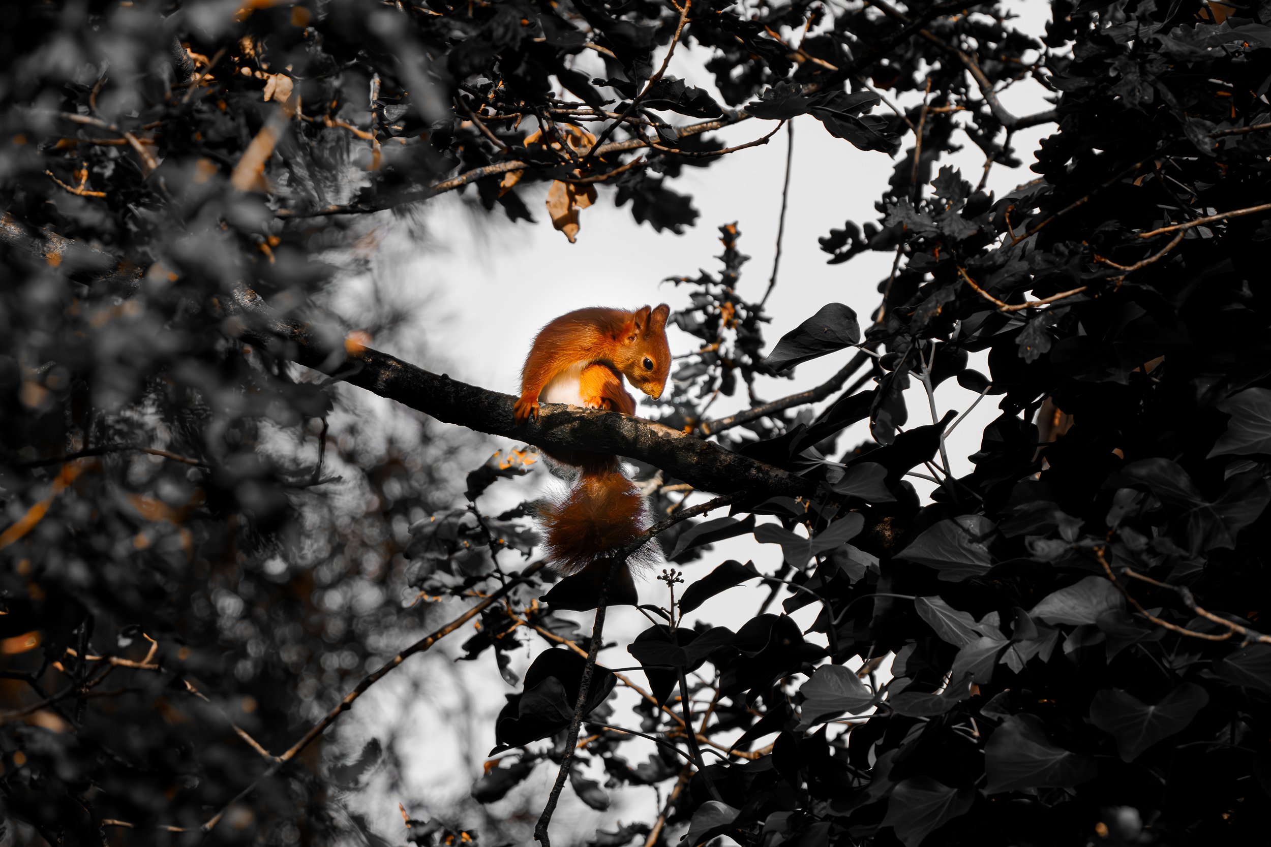 _JVK8143-Enhanced-NR-3.jpg