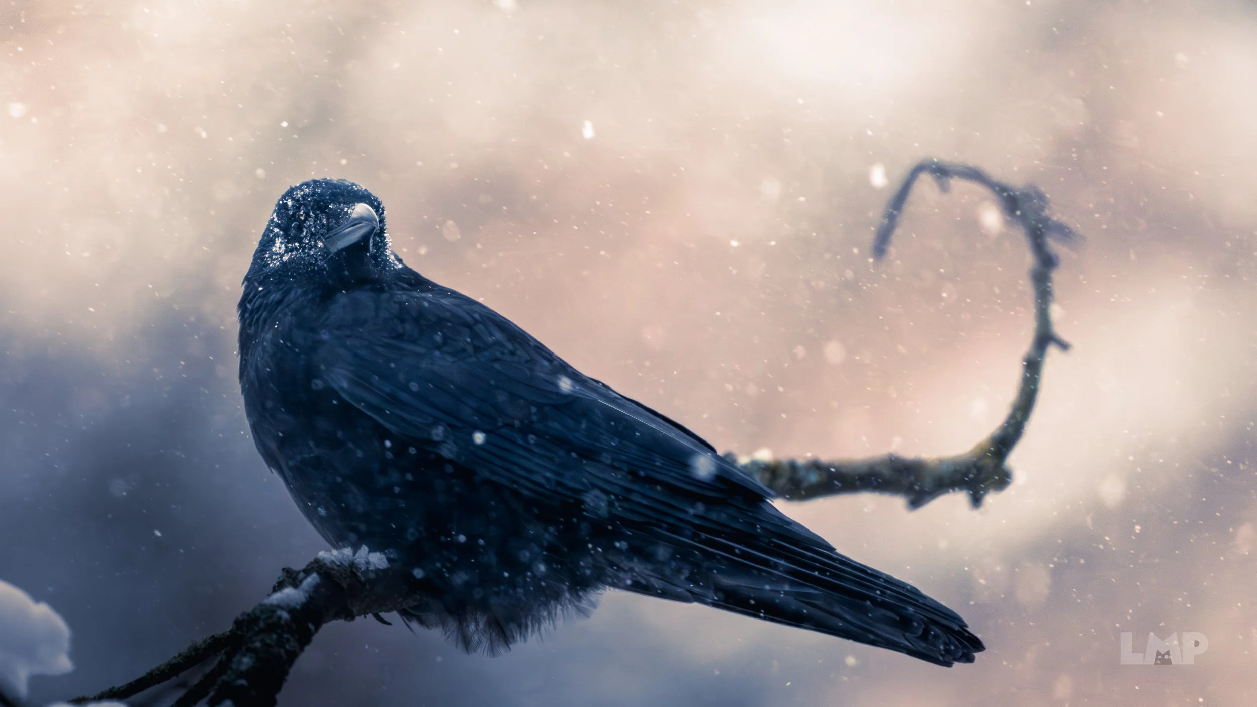 Carrion Crow in the Snow