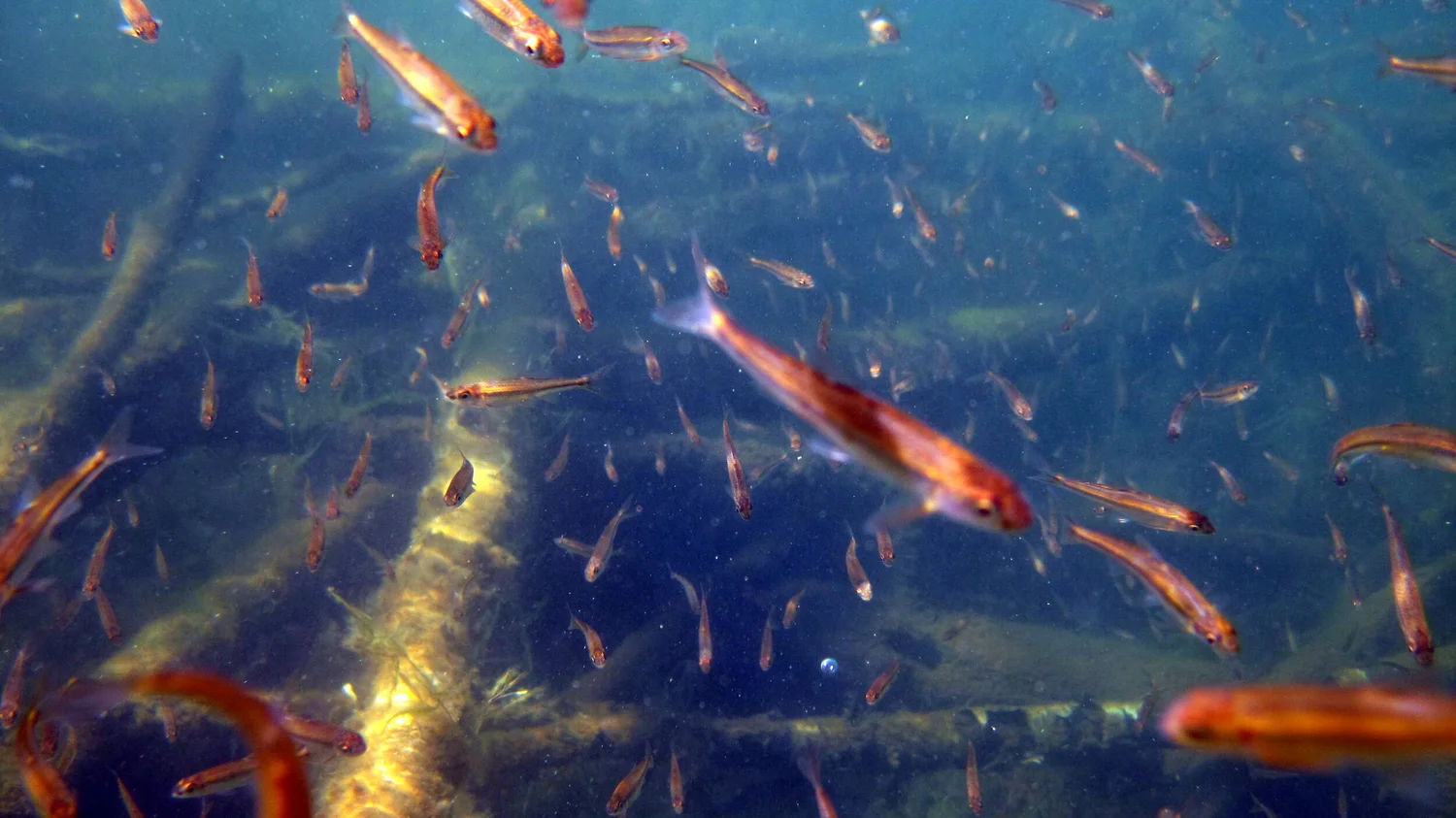 Fisheries Systems Ecology Lab